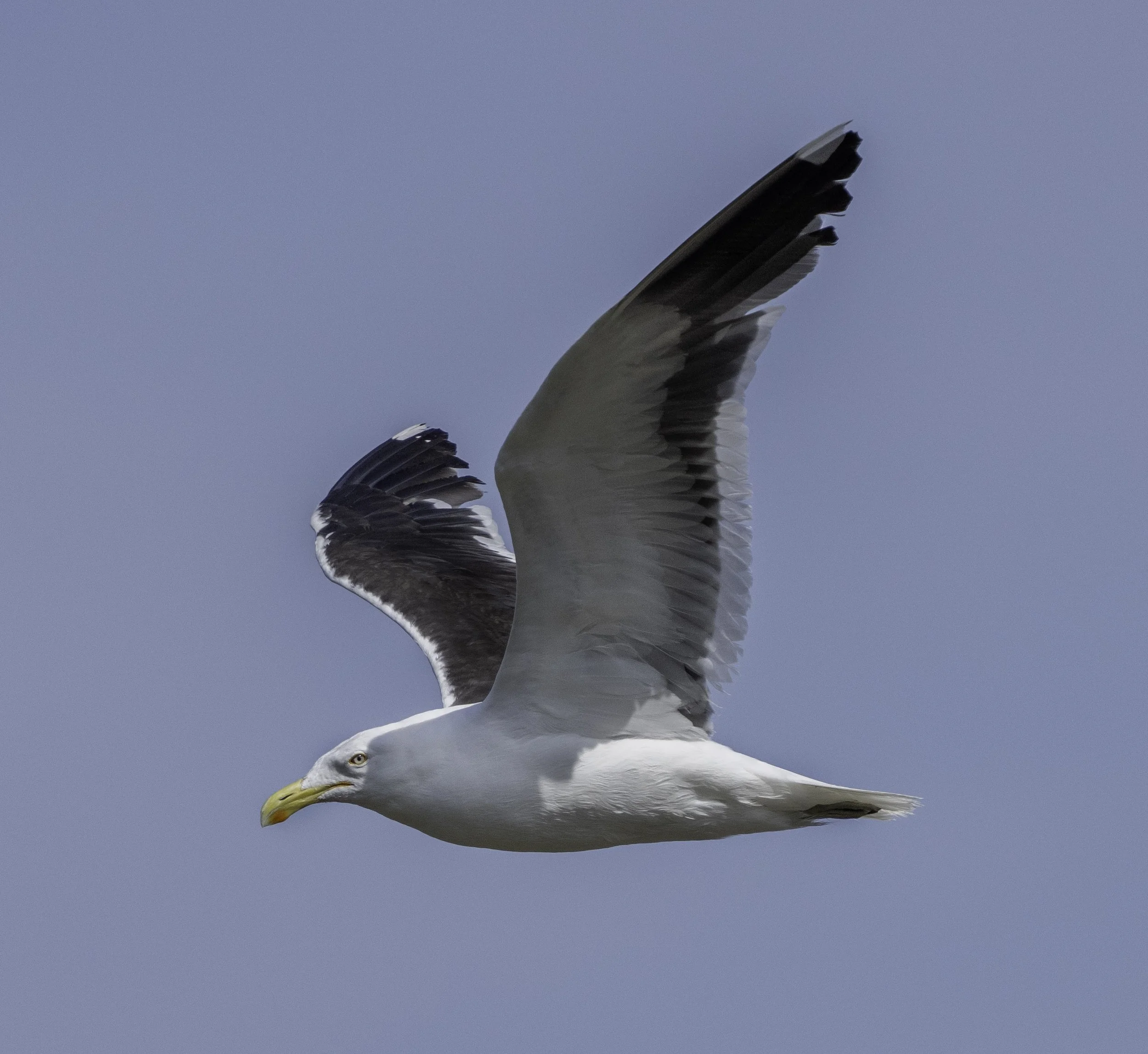 Kelp Gull