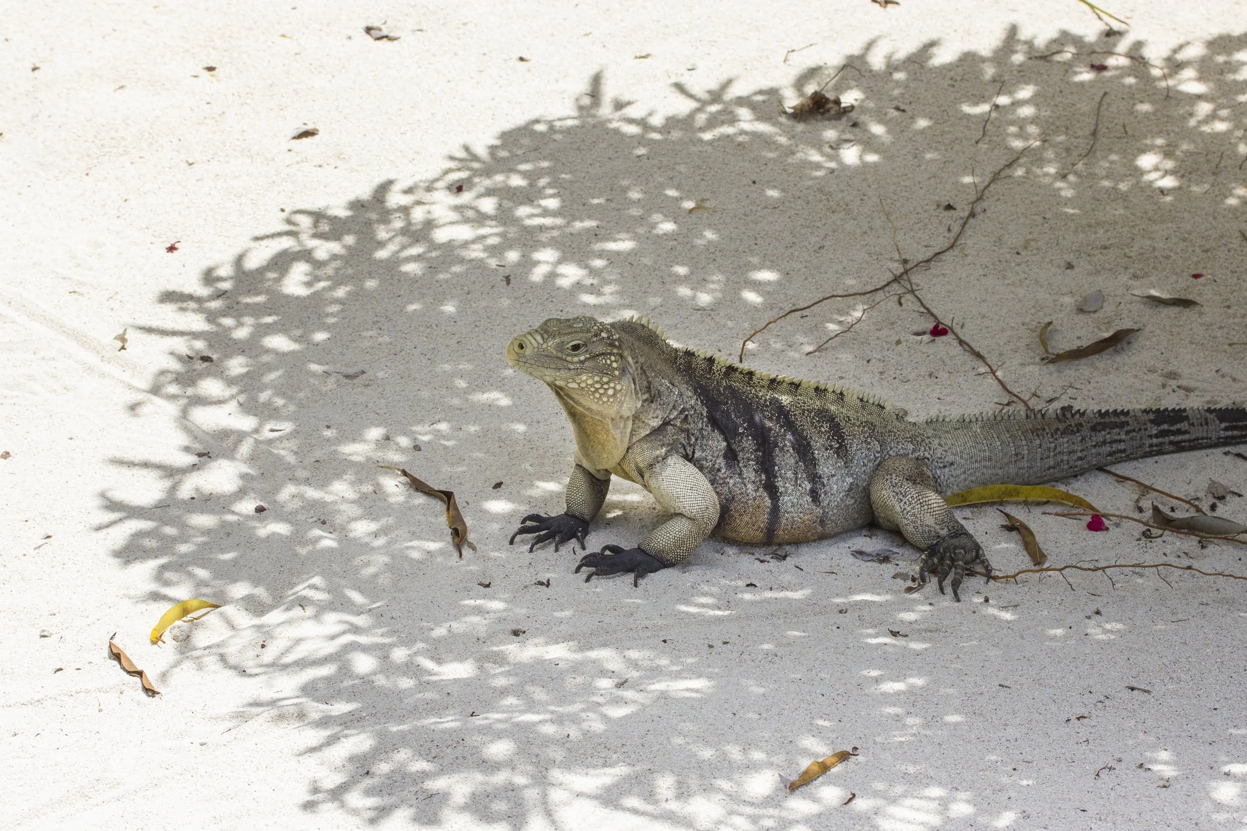 Iguana, Honduras