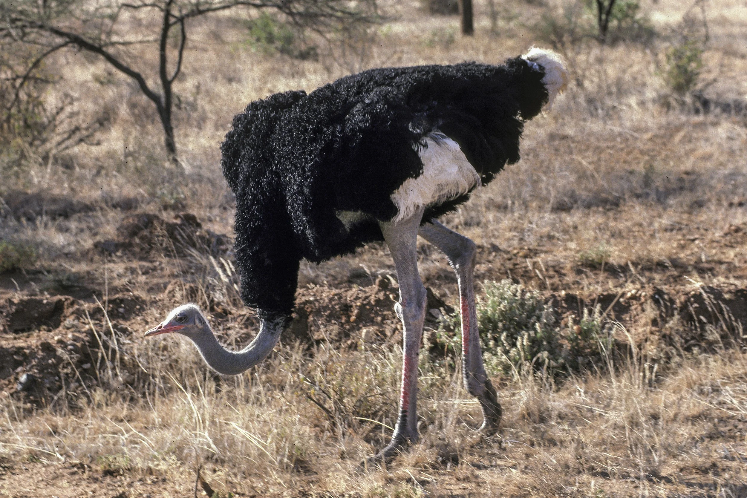 Common Ostrich
