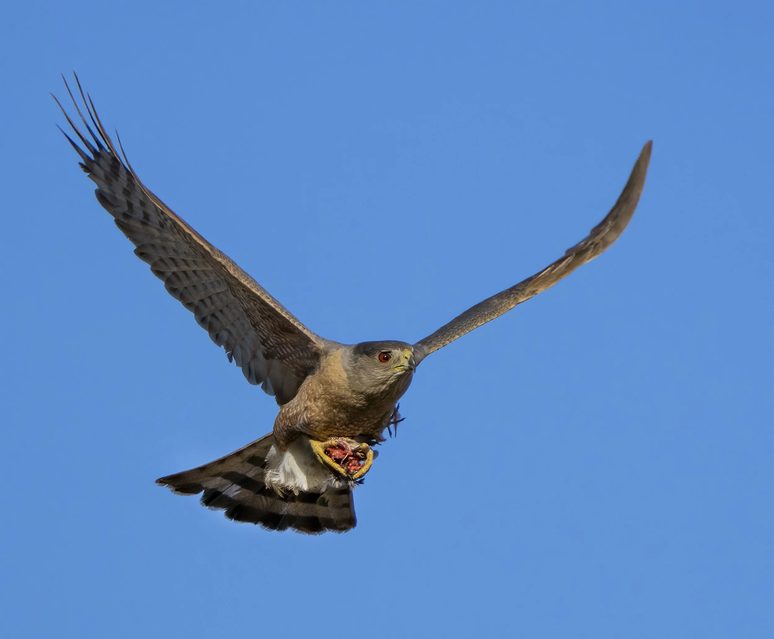 Coopers Hawk