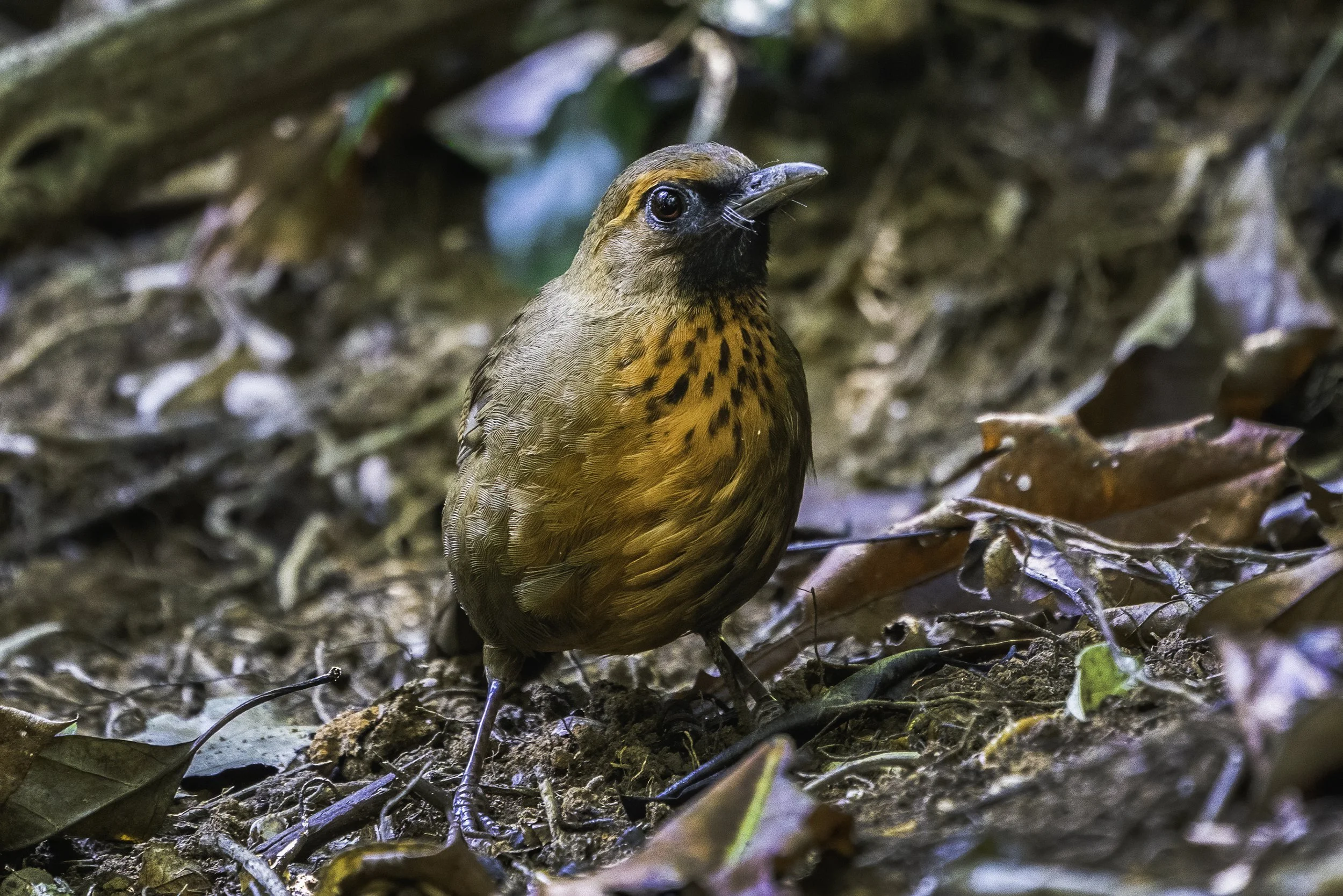 Orange Breasted Laughingthrush 