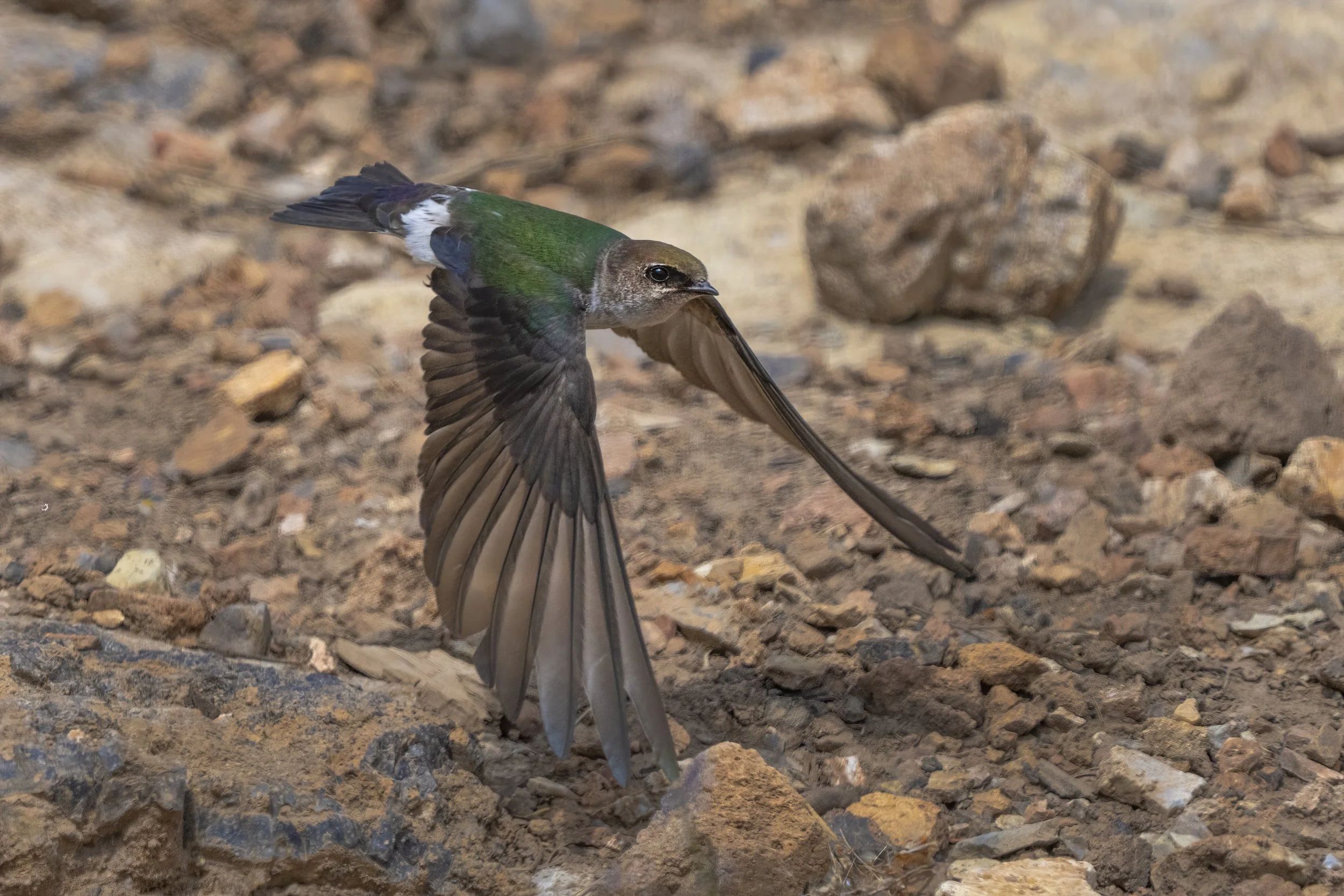 Violet Green Swallow