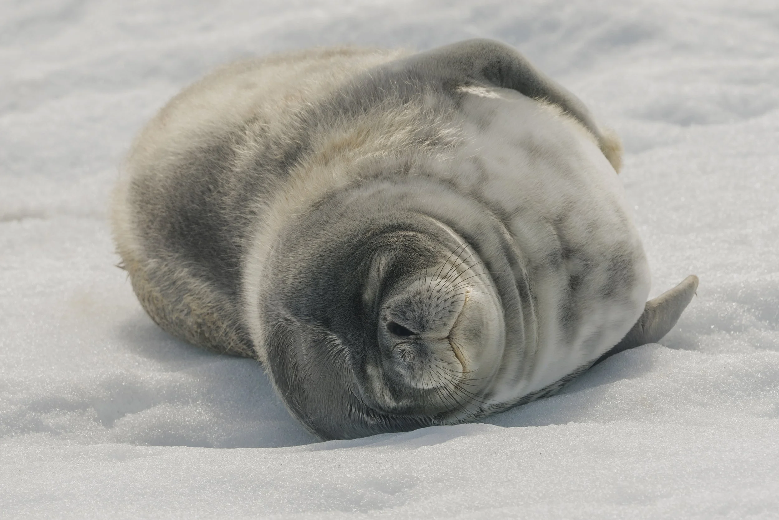 Weddell Seal