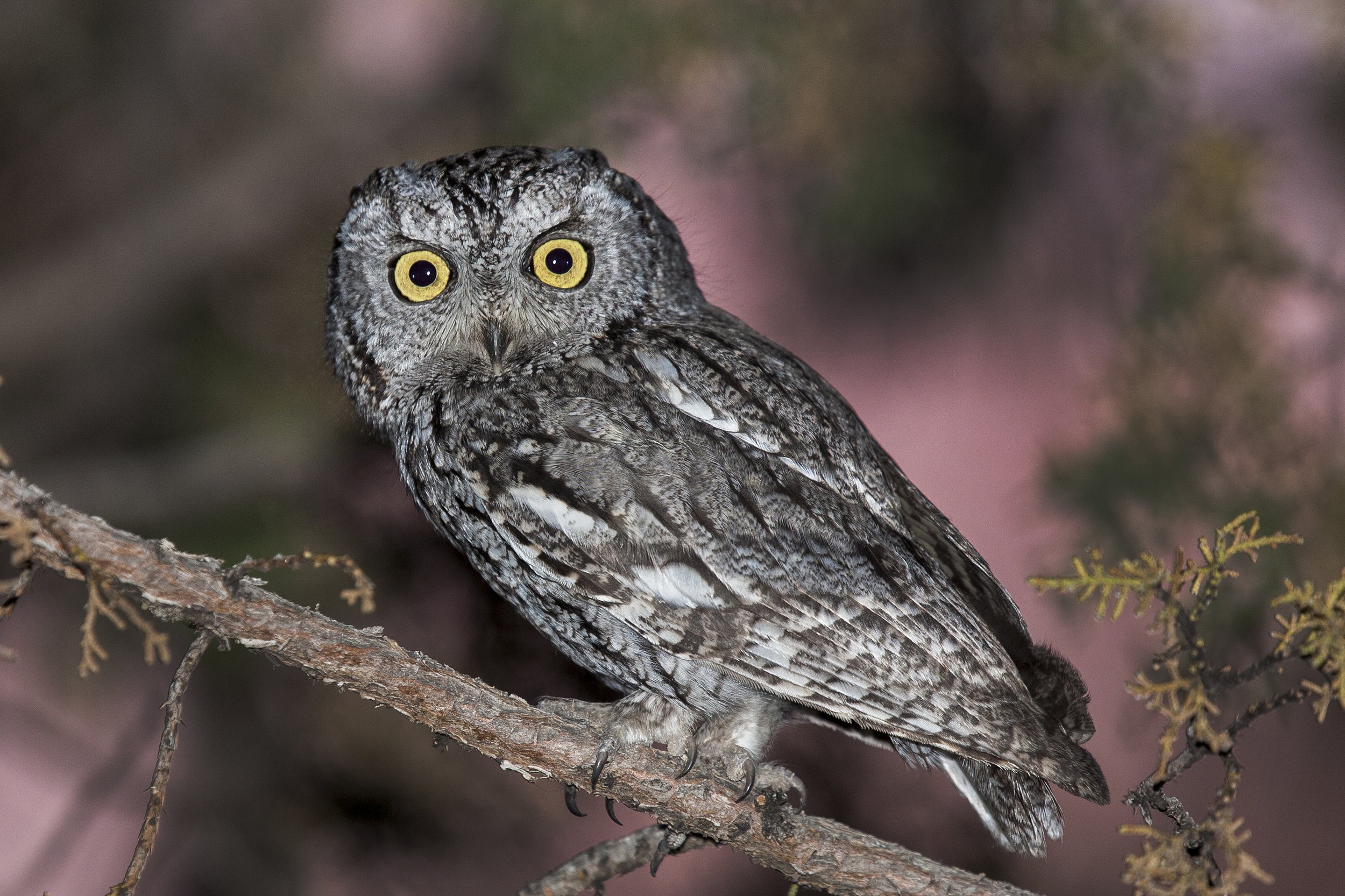 Western Screech Owl