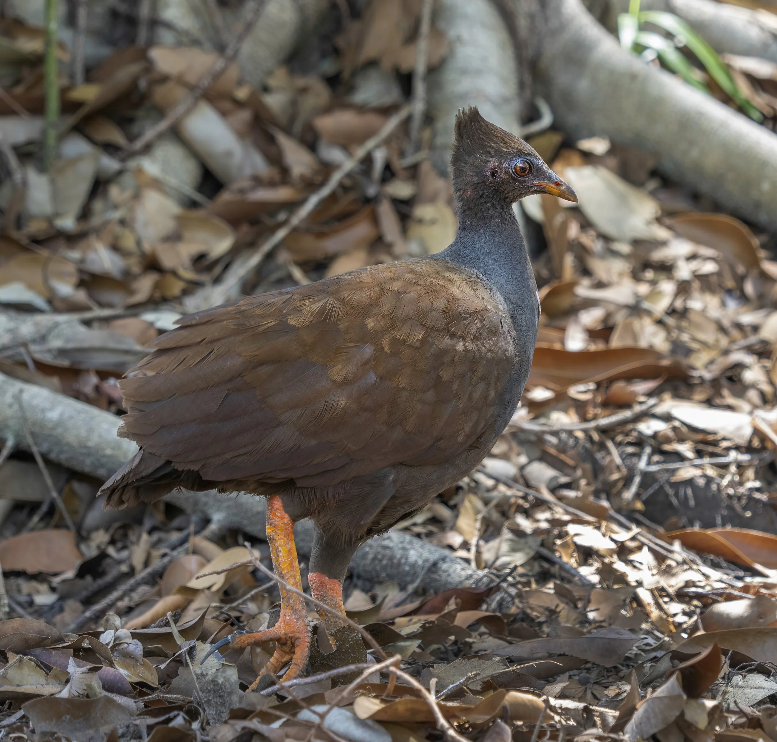 Orange Footed Megapode