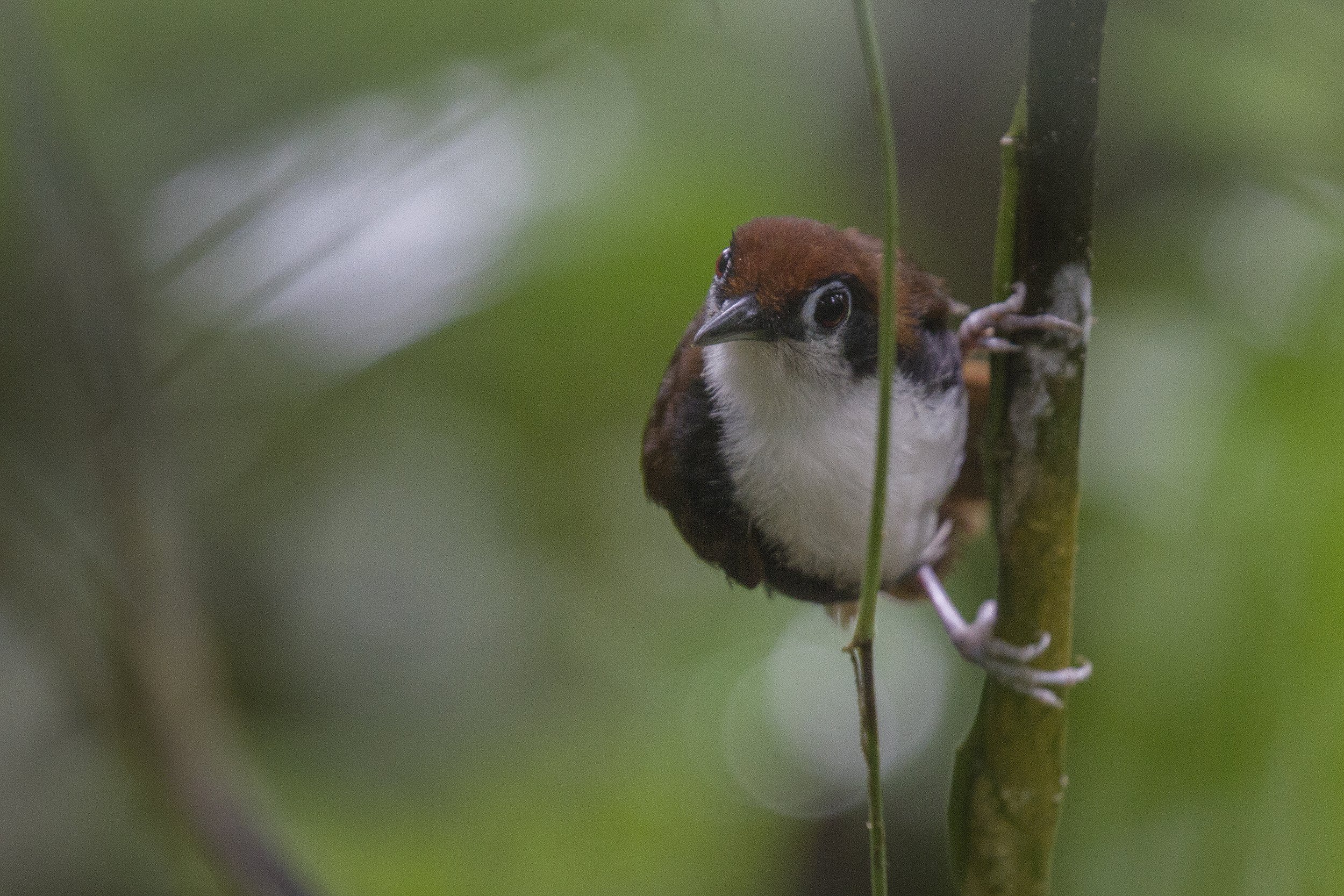 Bicolored Antbird