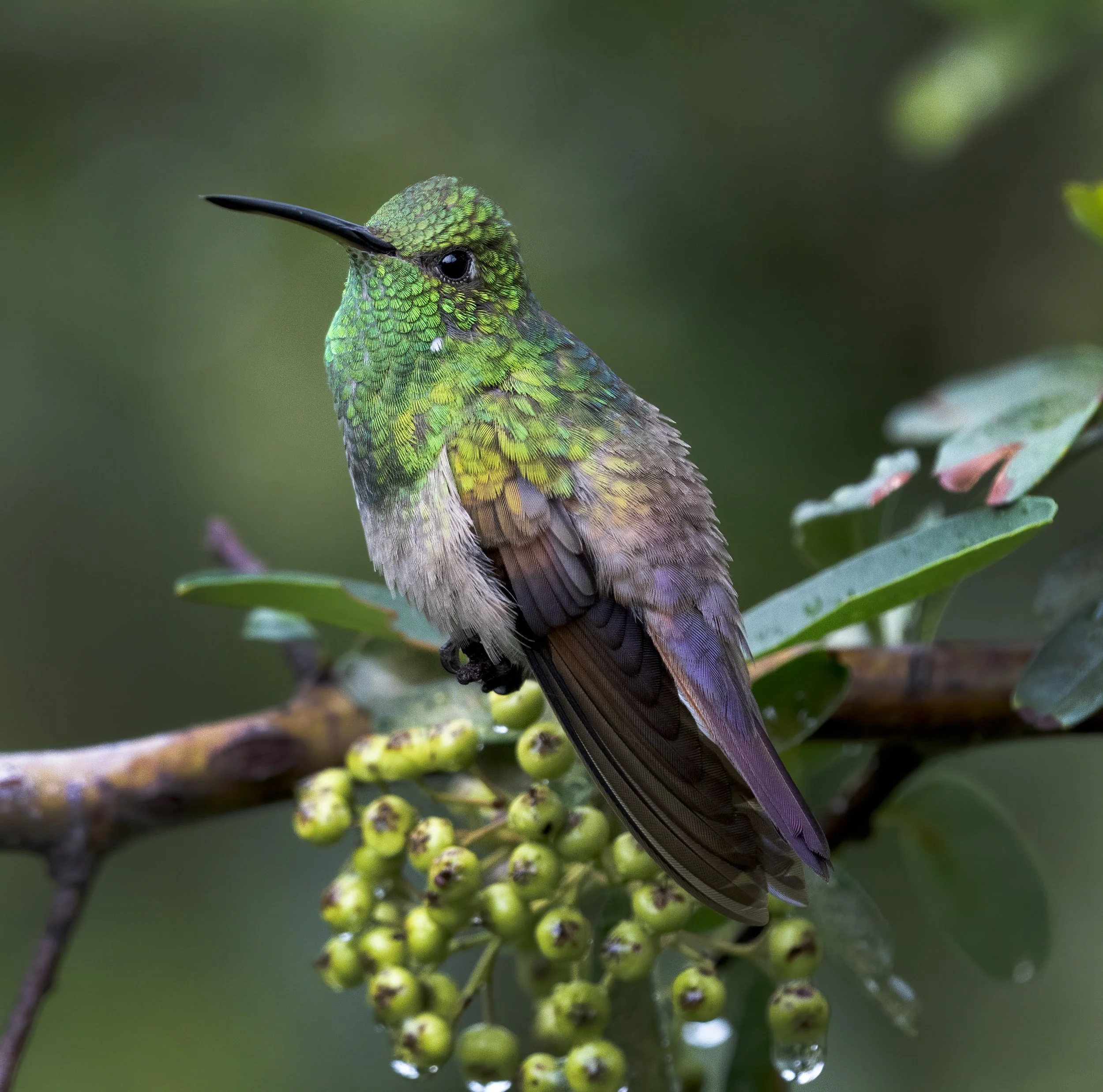 Berylline Hummingbird