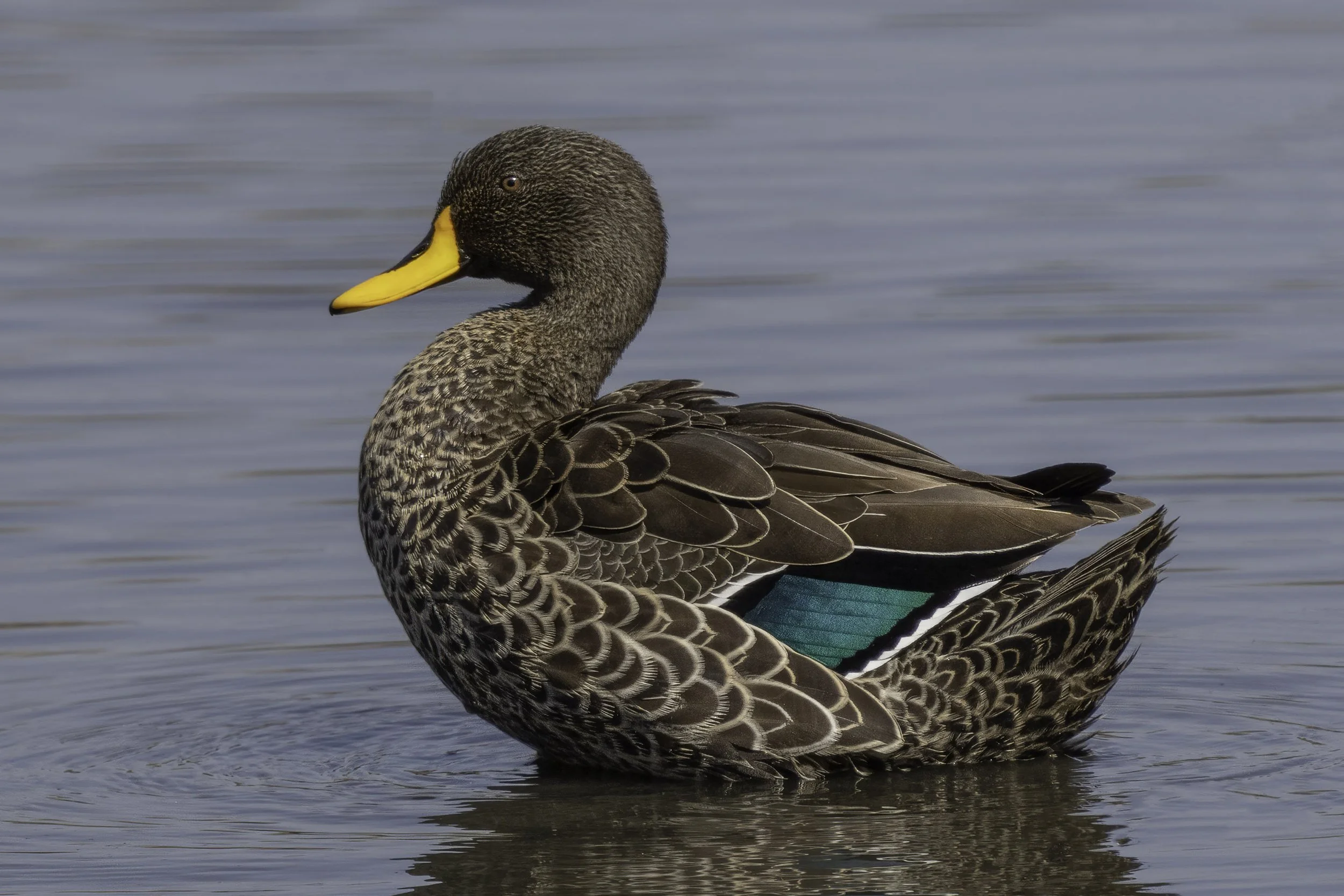 Yellow-billed Duck