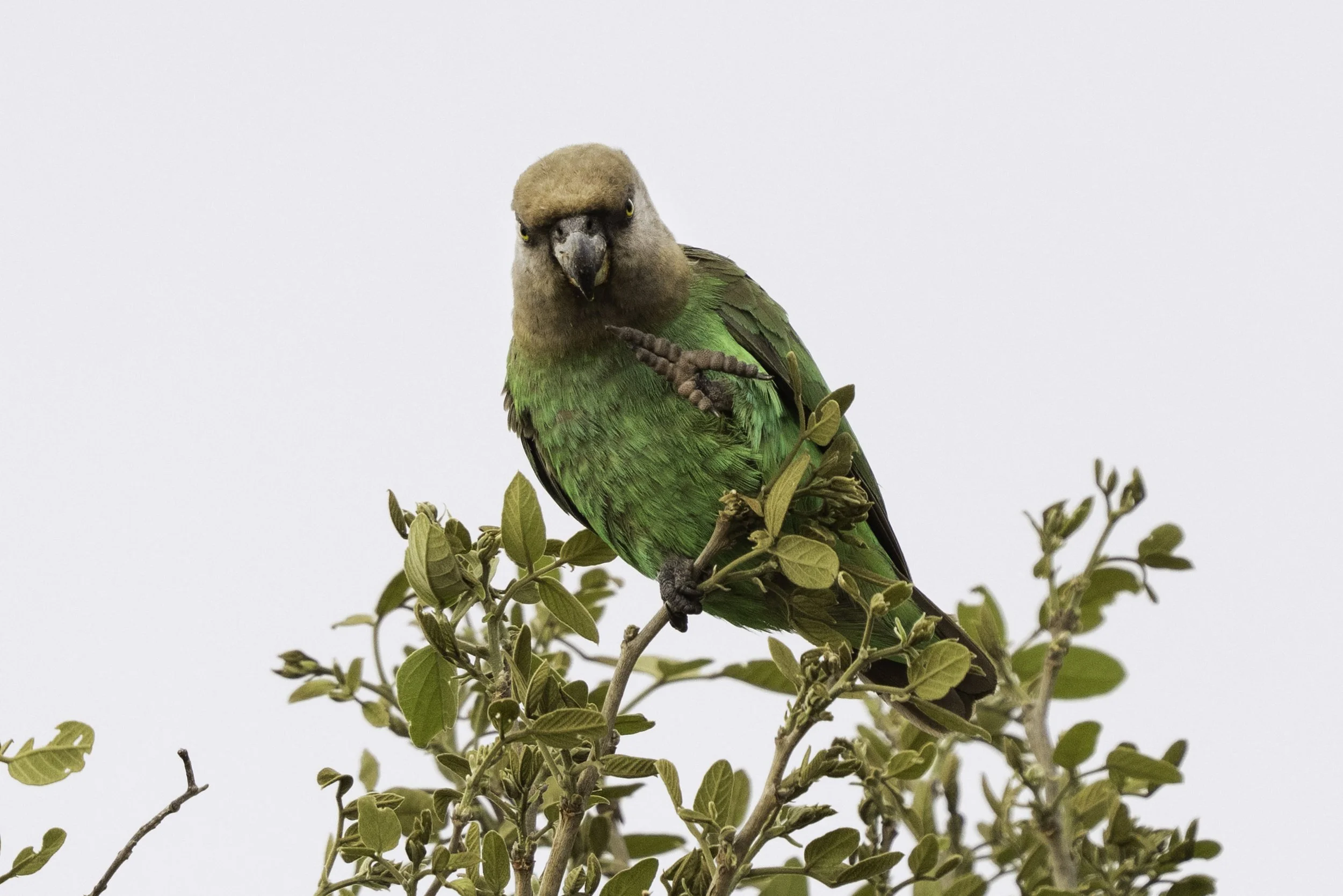 Brown Headed Parrot 
