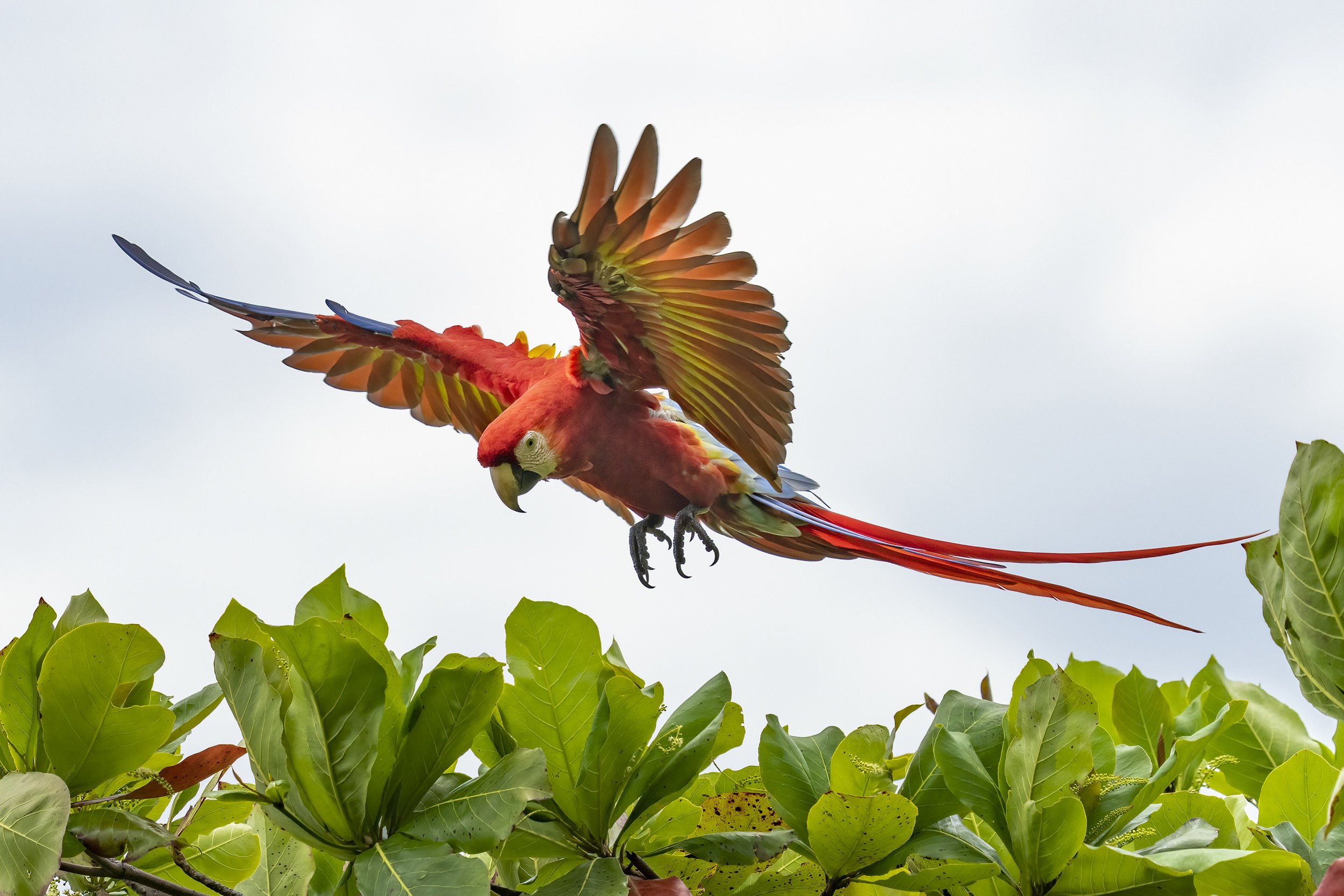 Scarlet Macaw