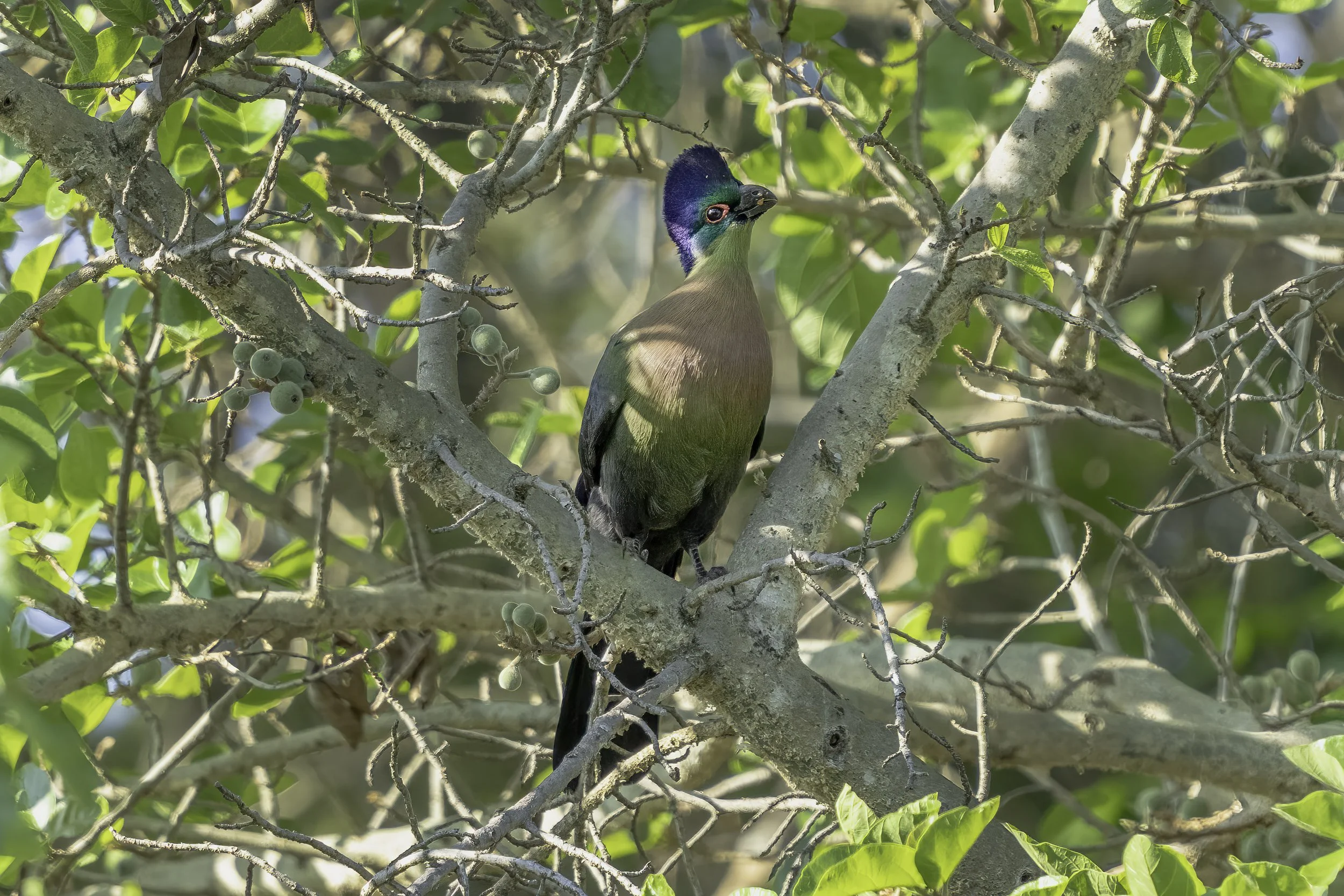 Purple Crested Turaco