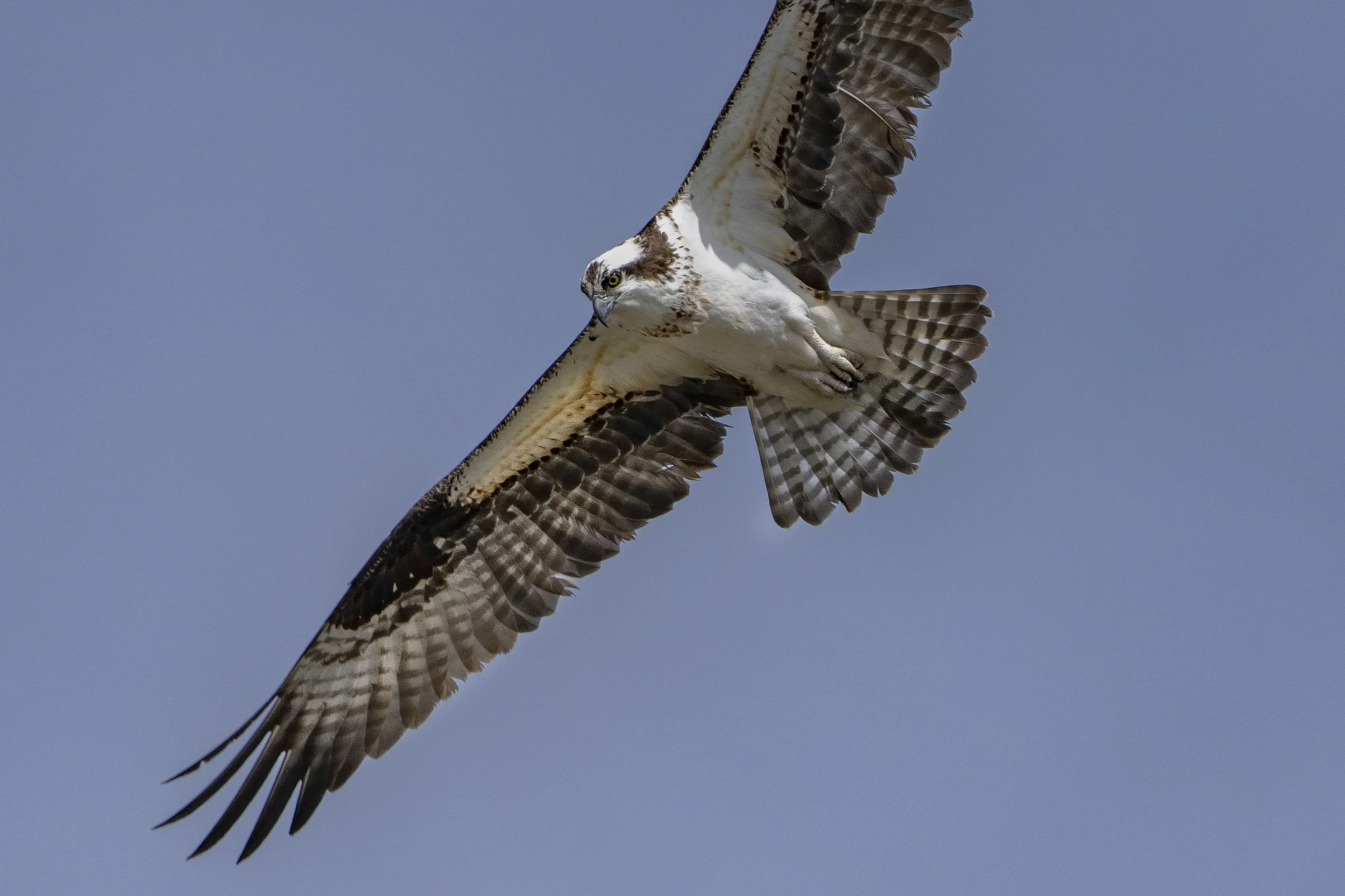 Osprey