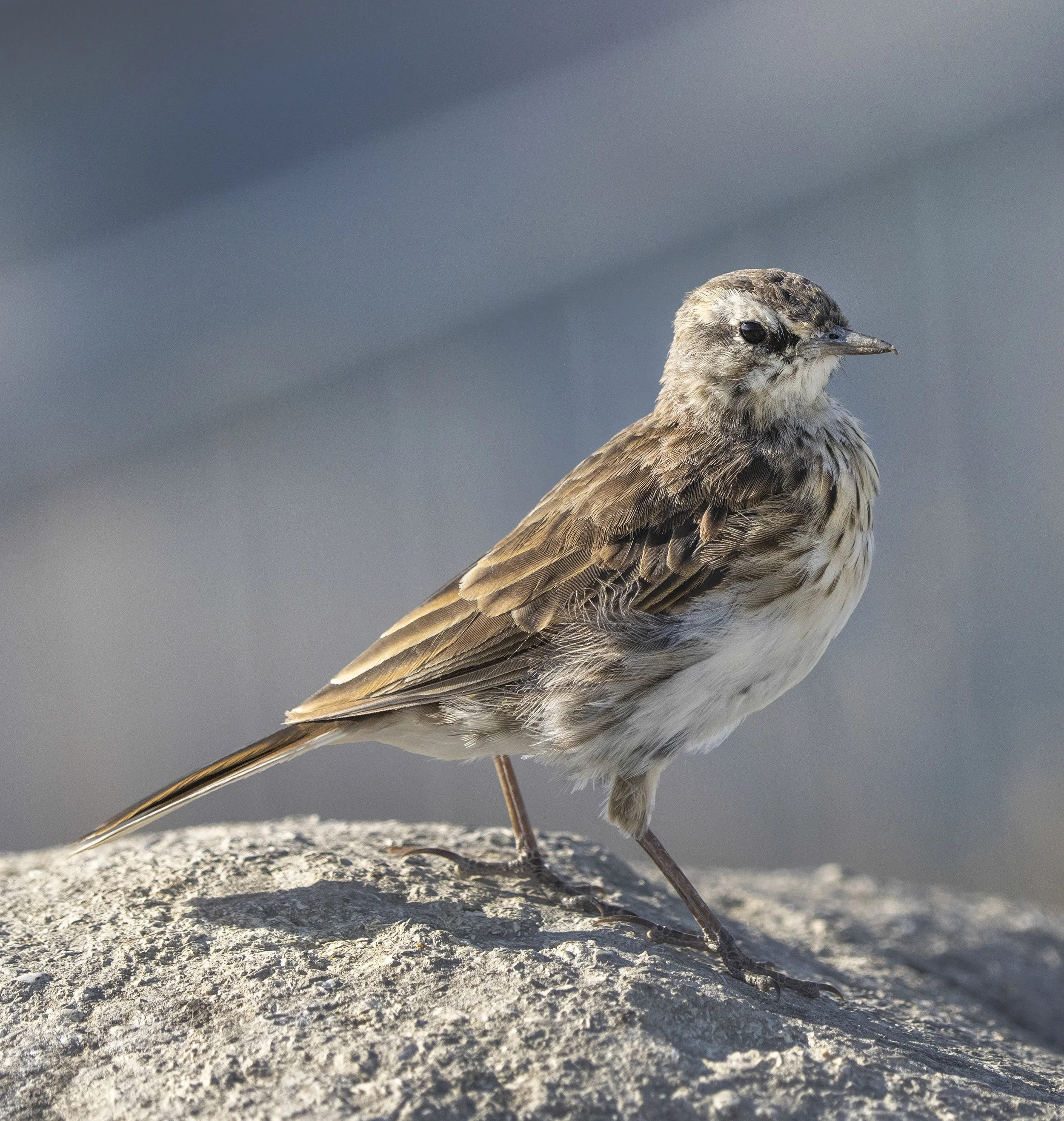 New Zealand Pipit