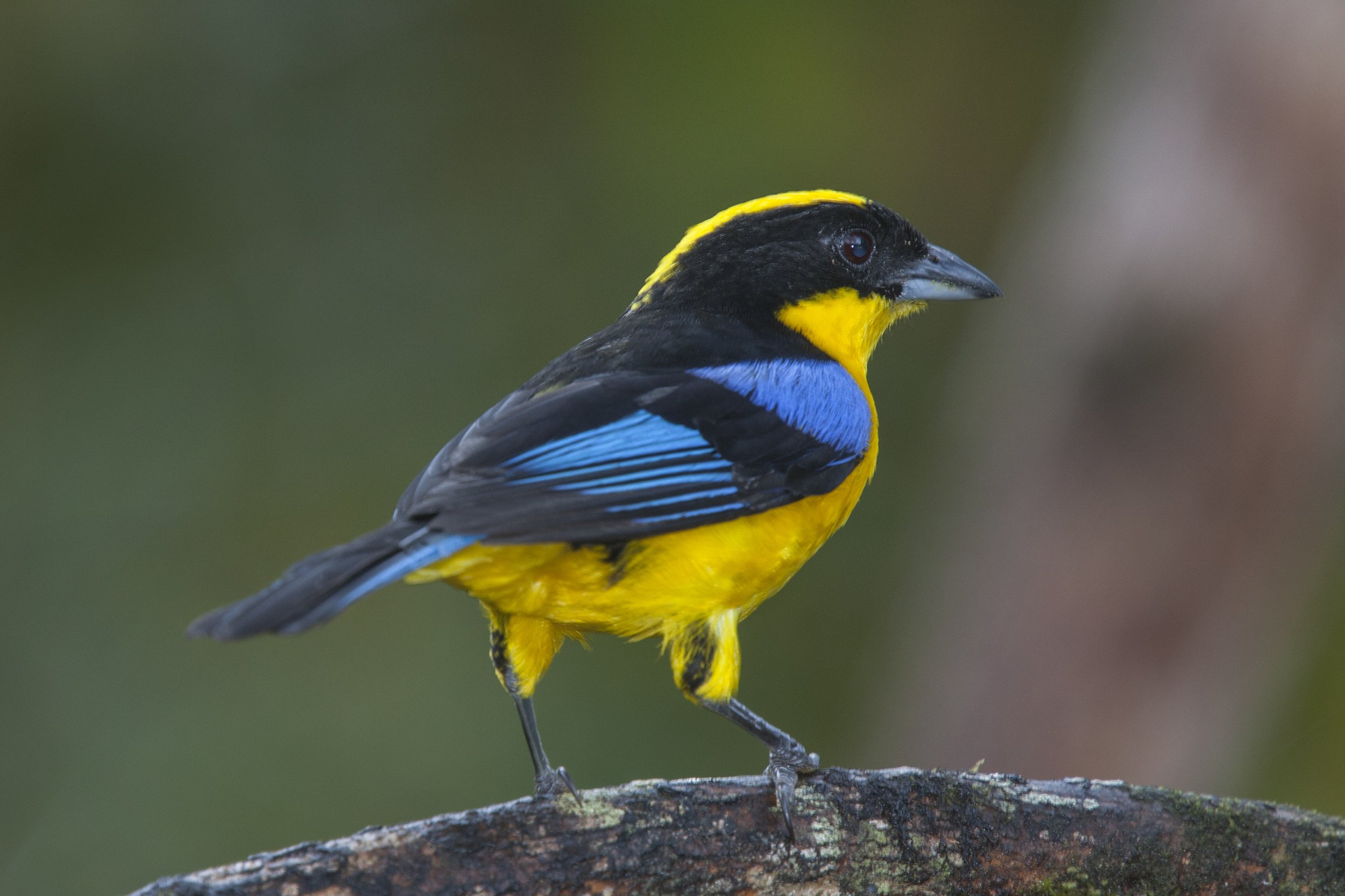 Blue Winged Mountain Tanager