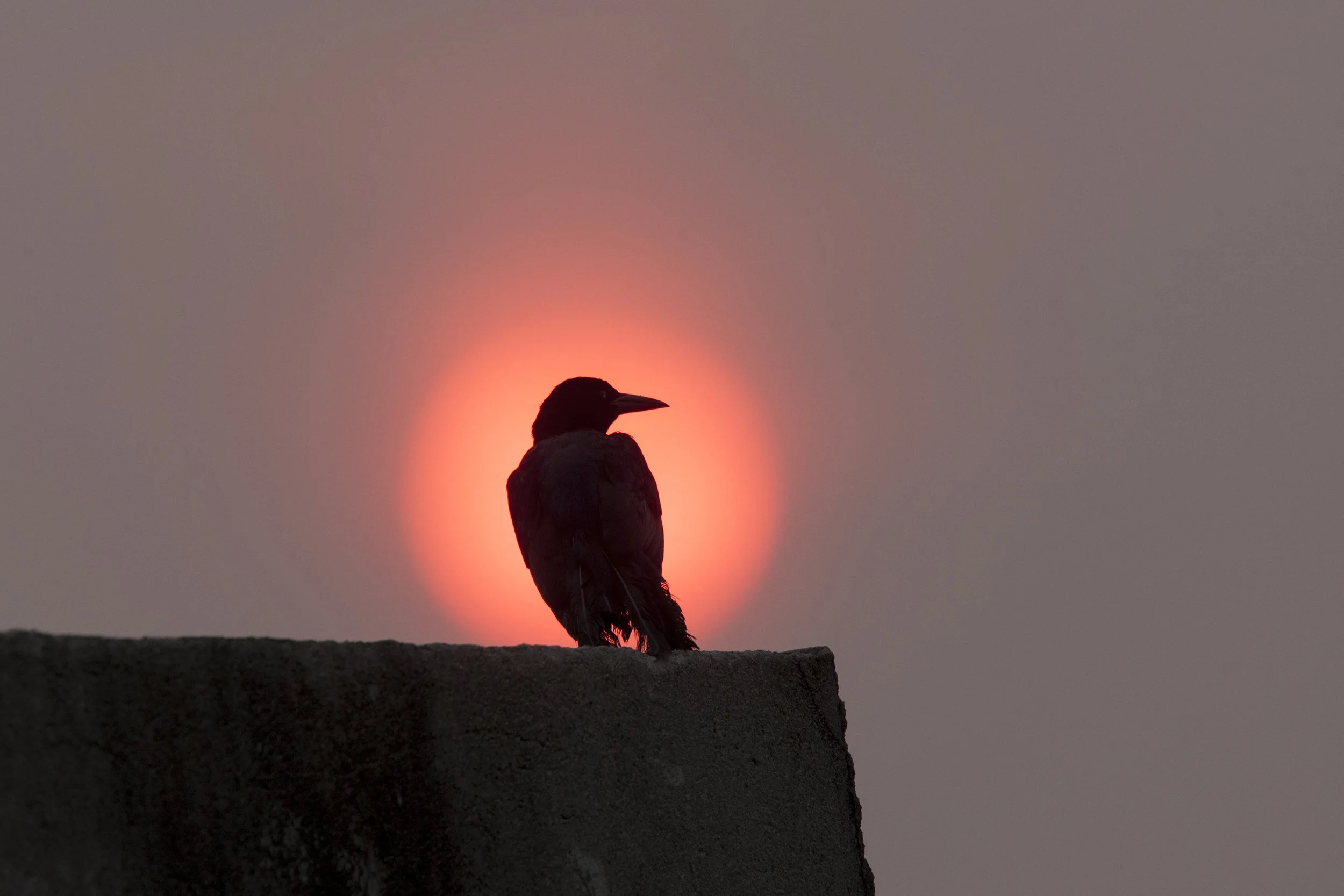 Boat Tailed Grackle