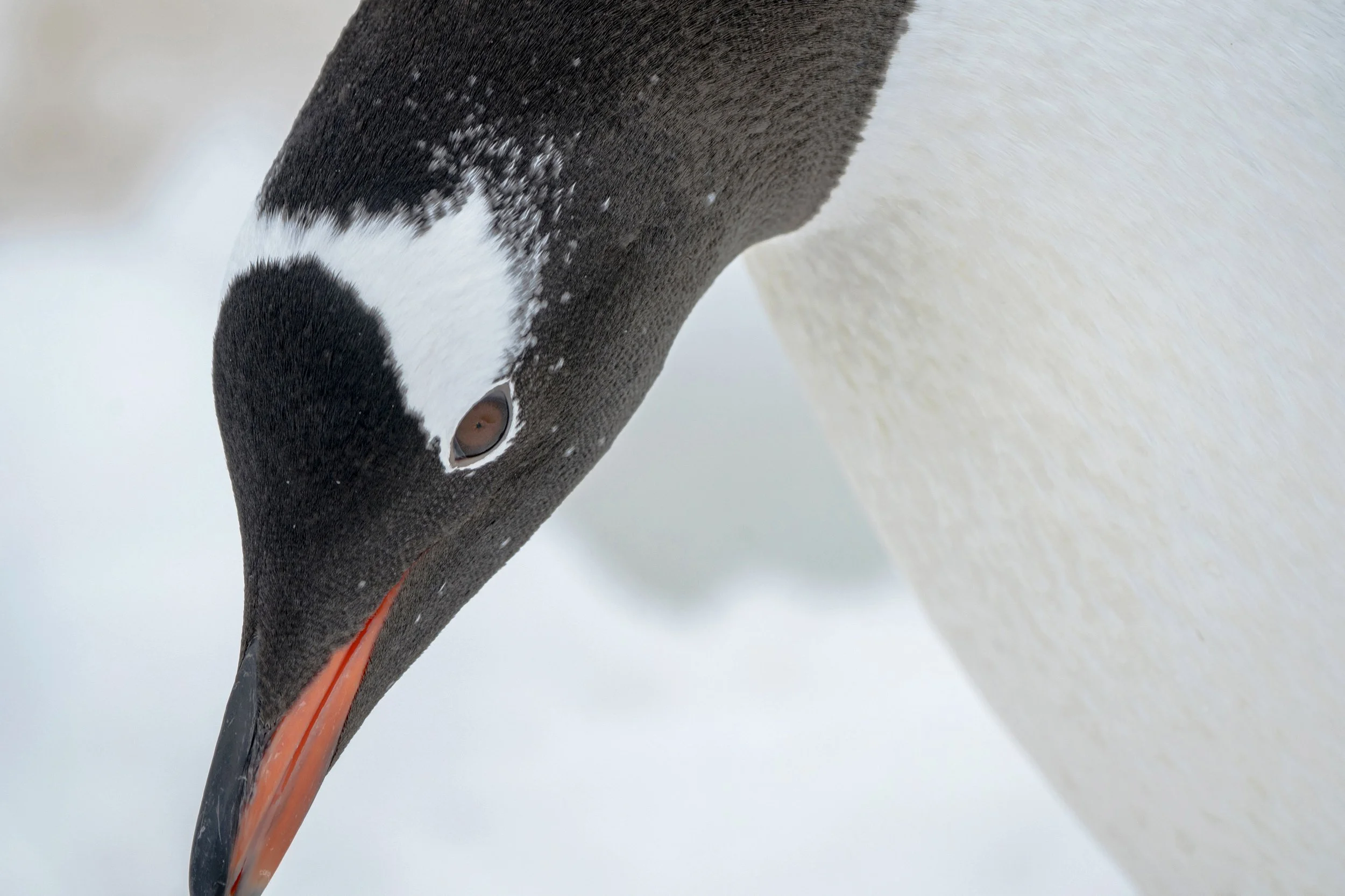 Gentoo Penguin