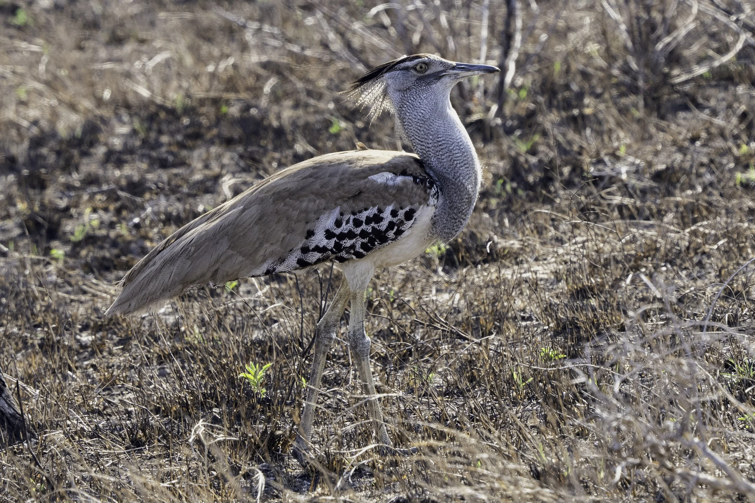 Kori Bustard