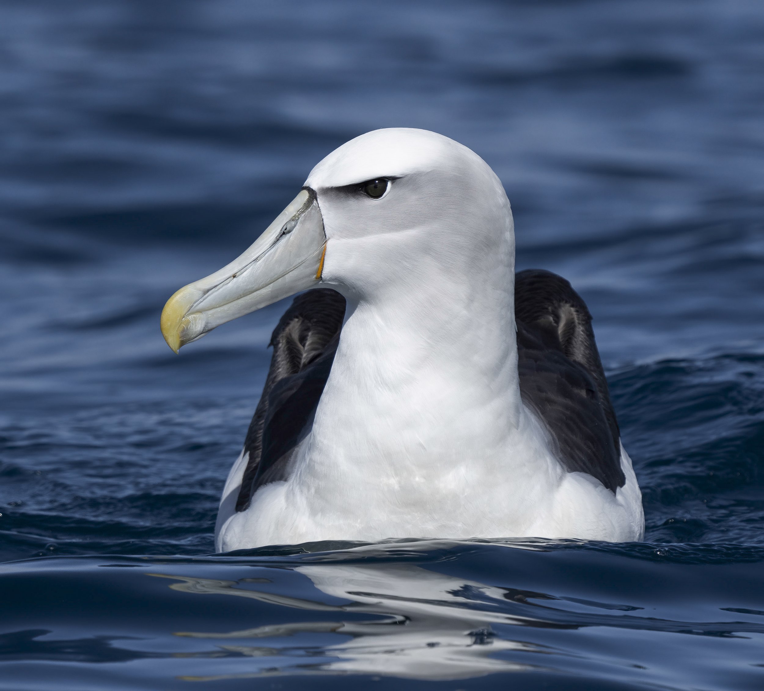 White Capped Albatross