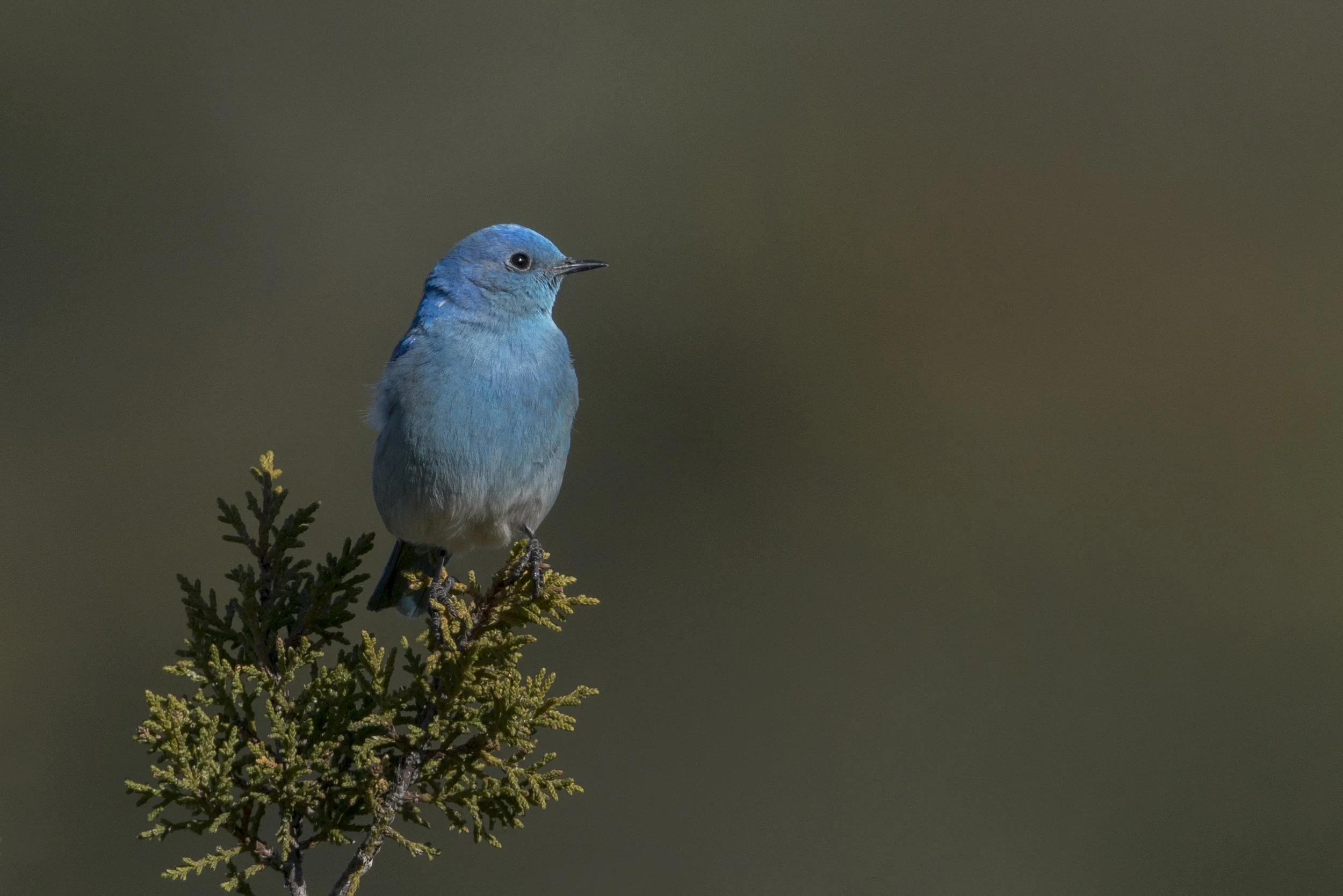 Mountain Bluebird