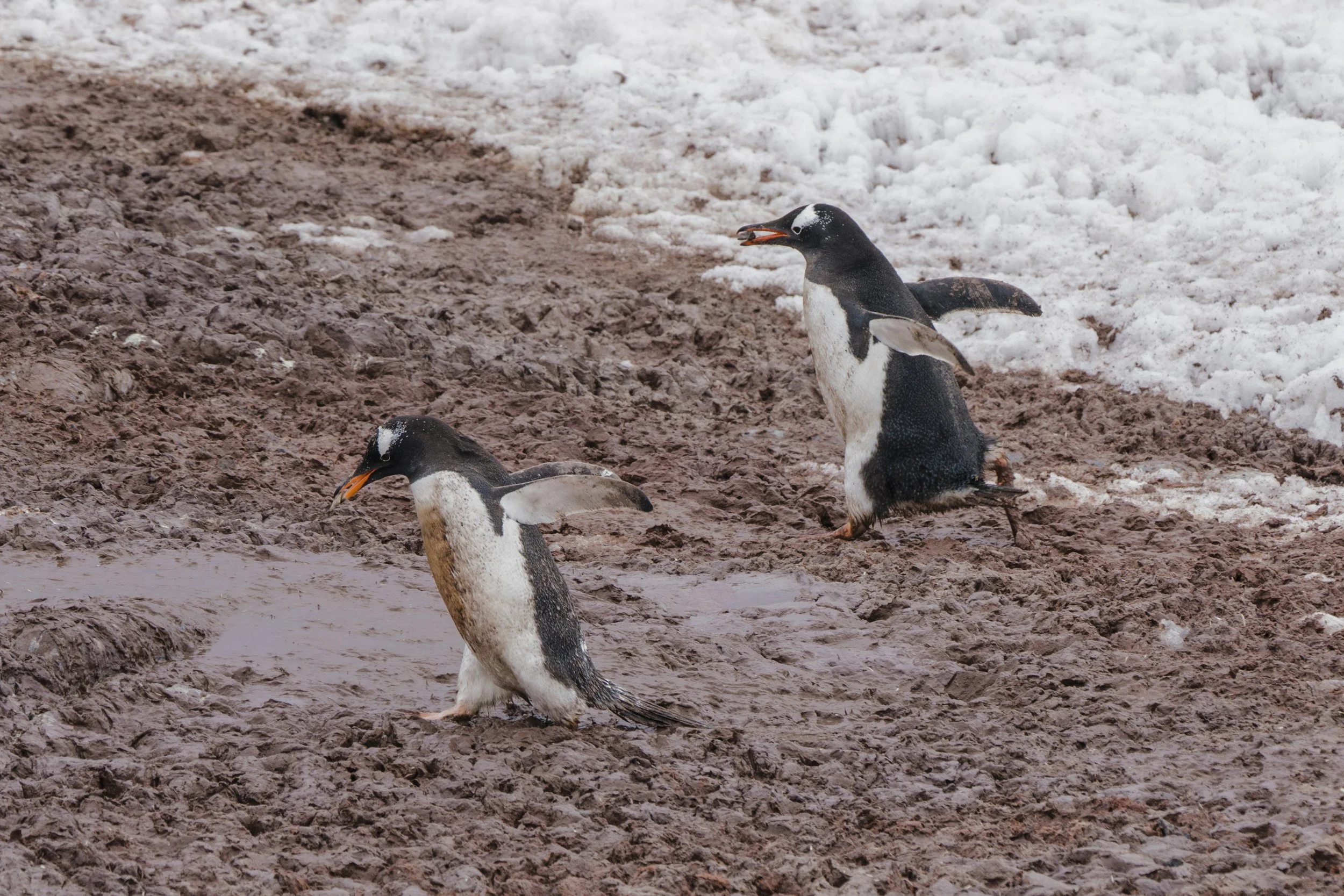 Gentoo Penguin