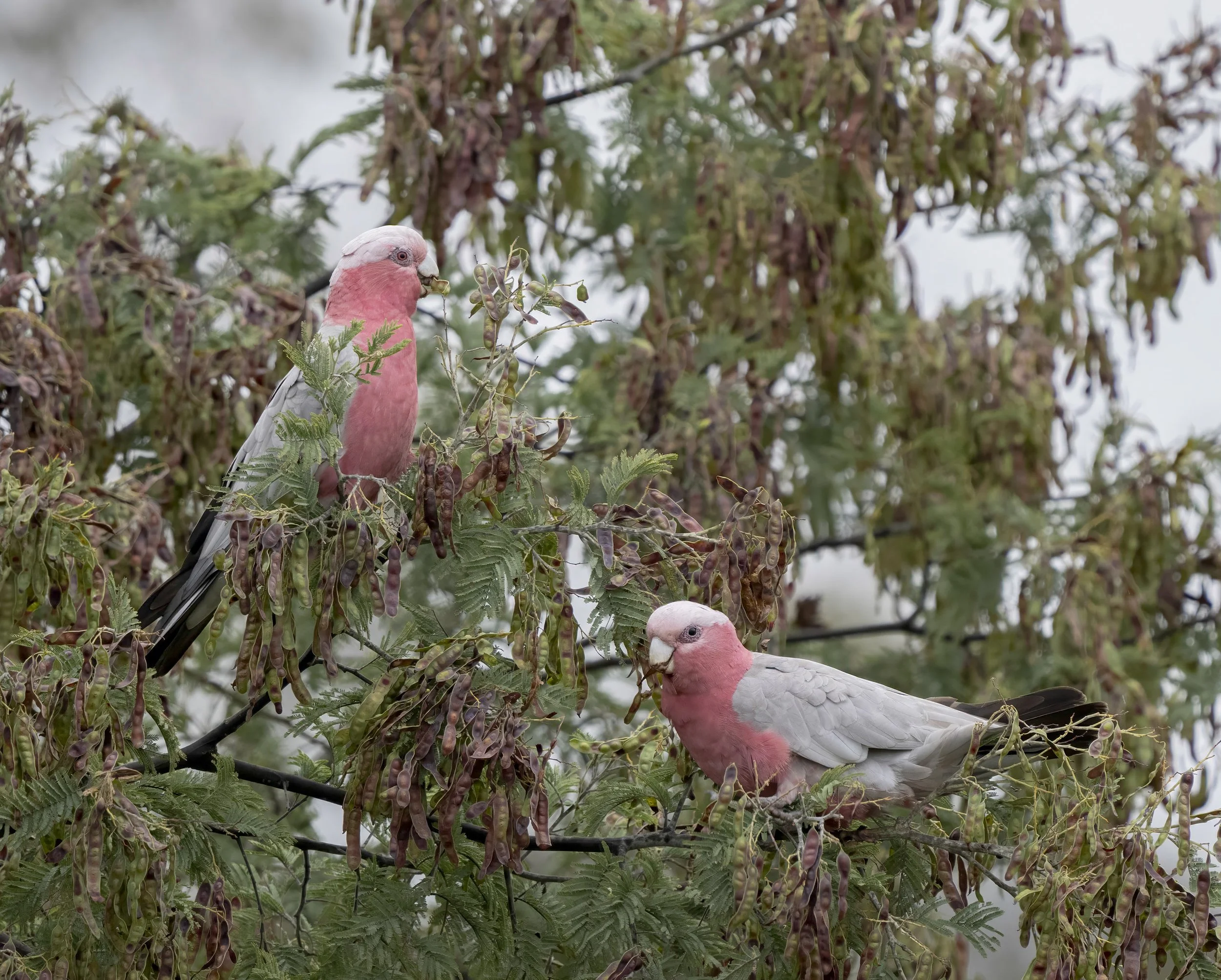 Galah