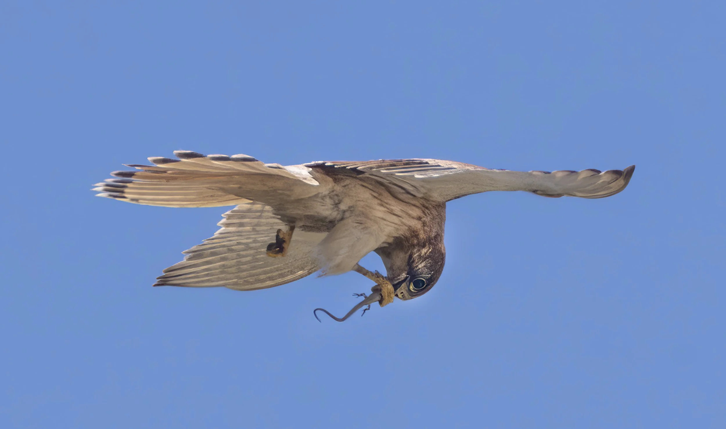 Nankeen Kestrel