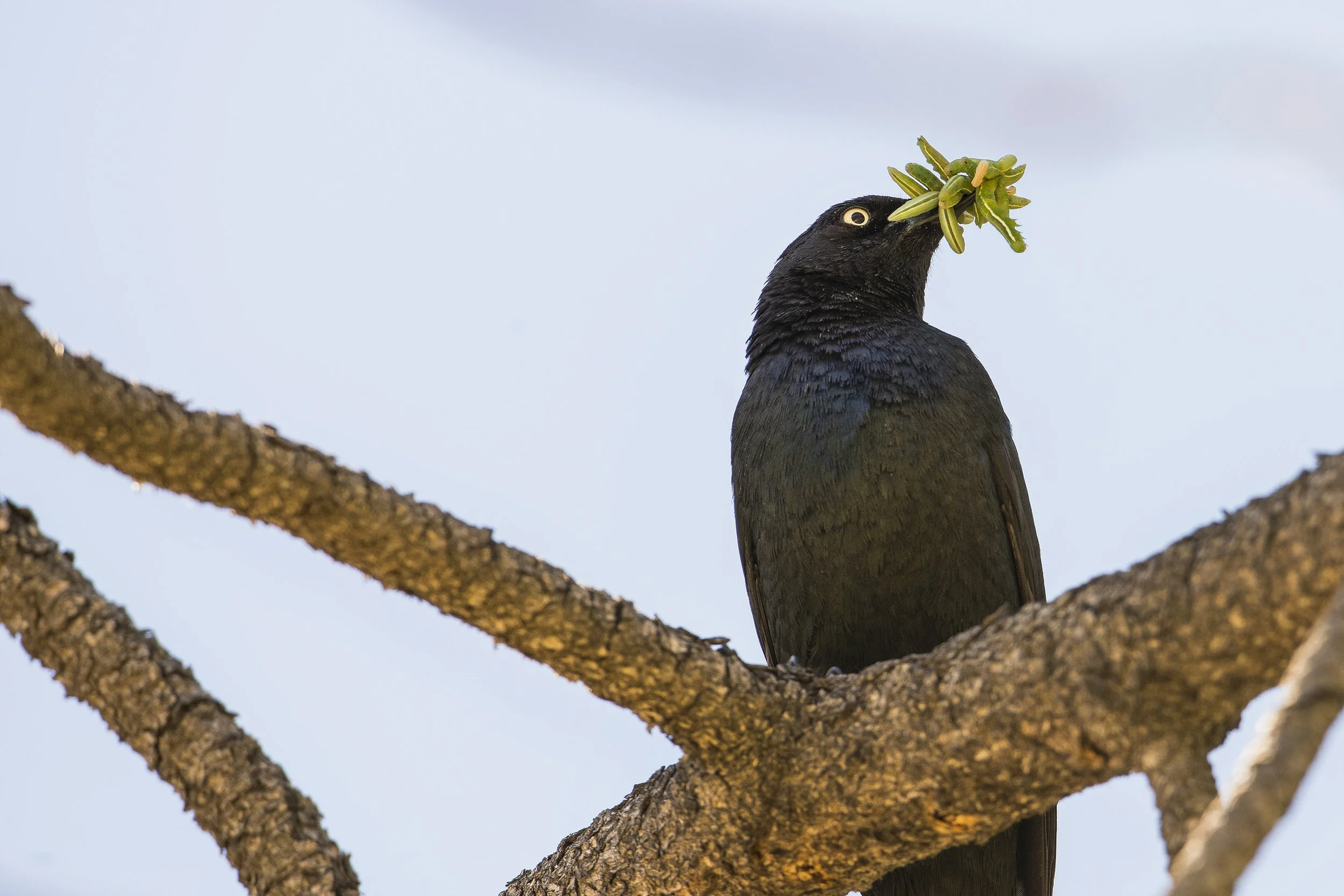 Brewers Blackbird