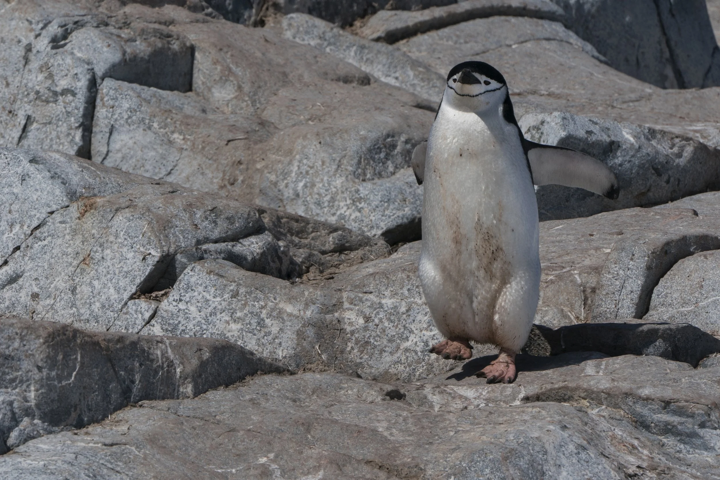 Chinstrap Penguin