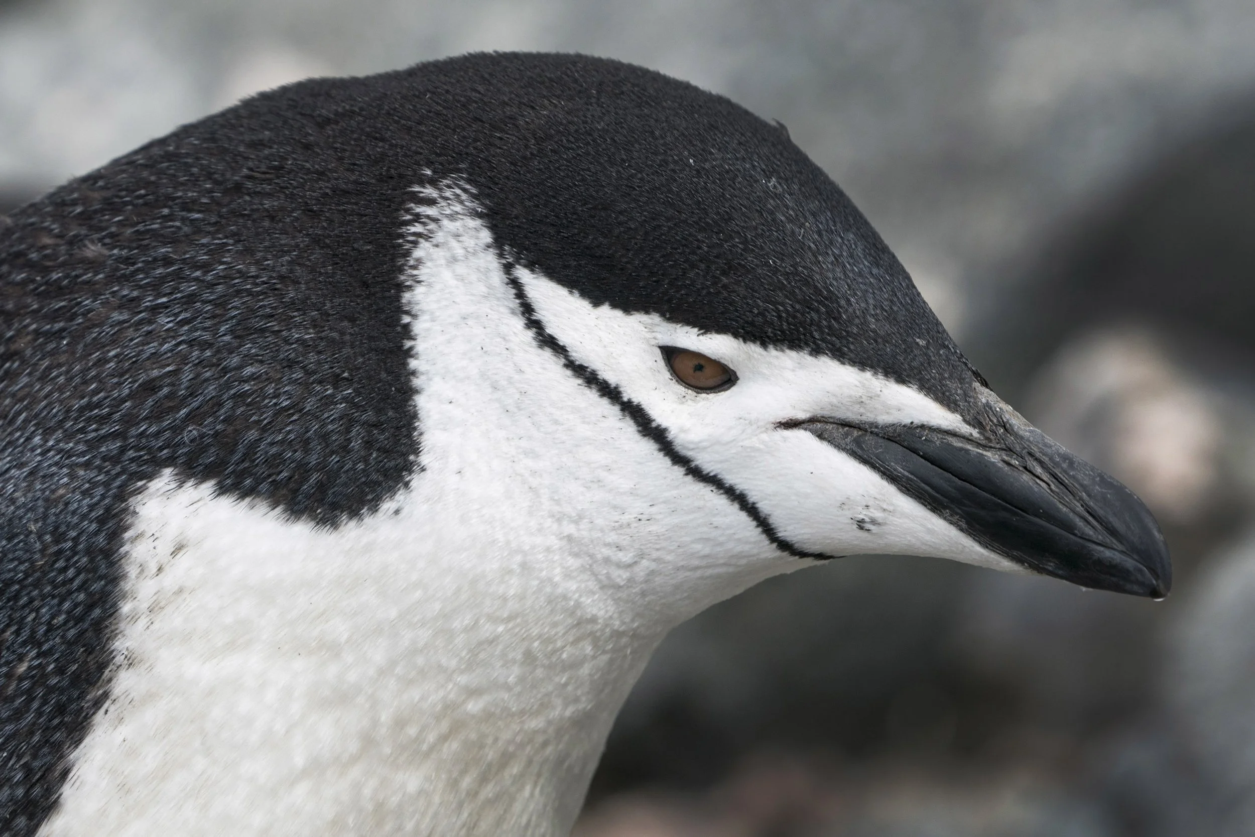 Chinstrap Penguin