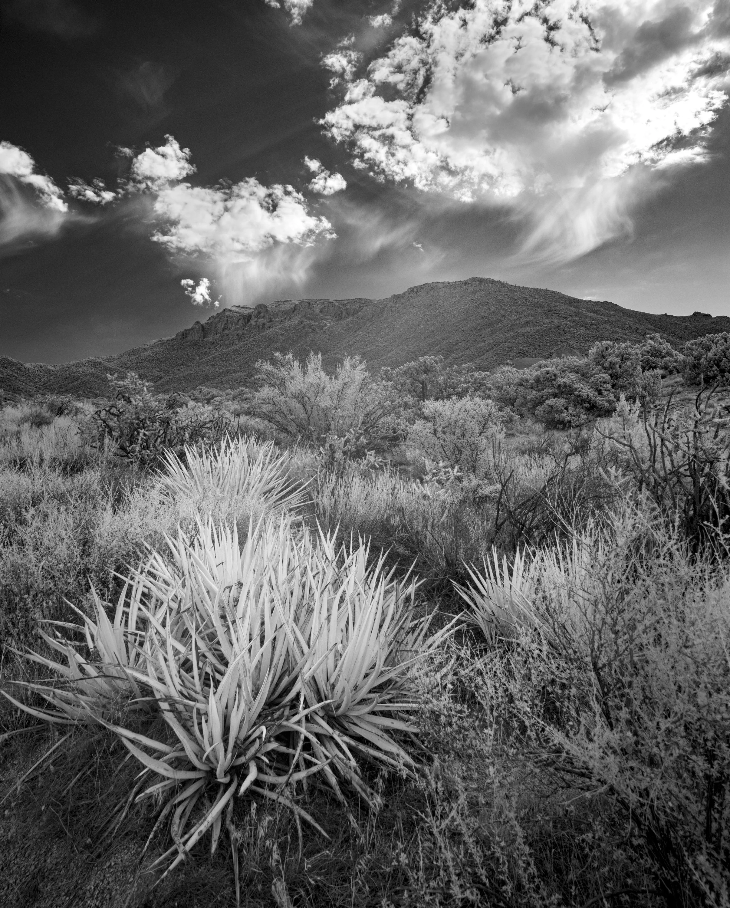 New Mexico