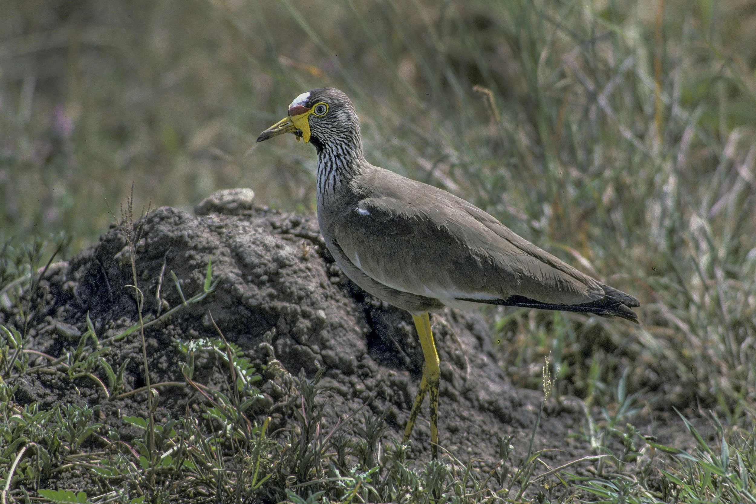 African Wattled Lapwing