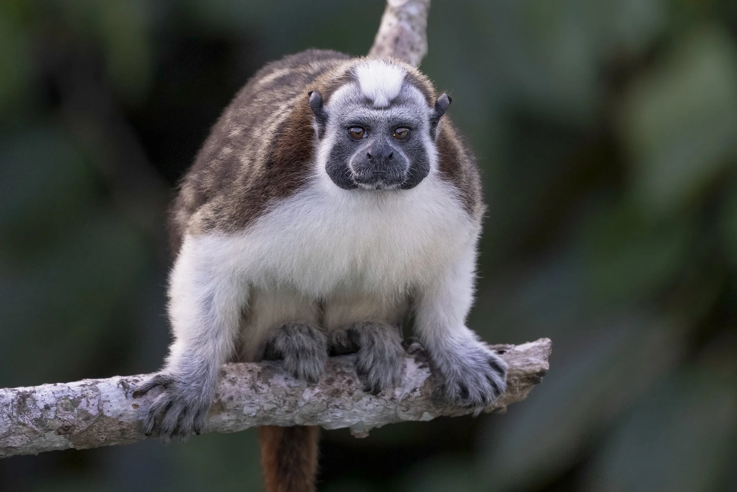Geoffroy's Tamarin, Panama