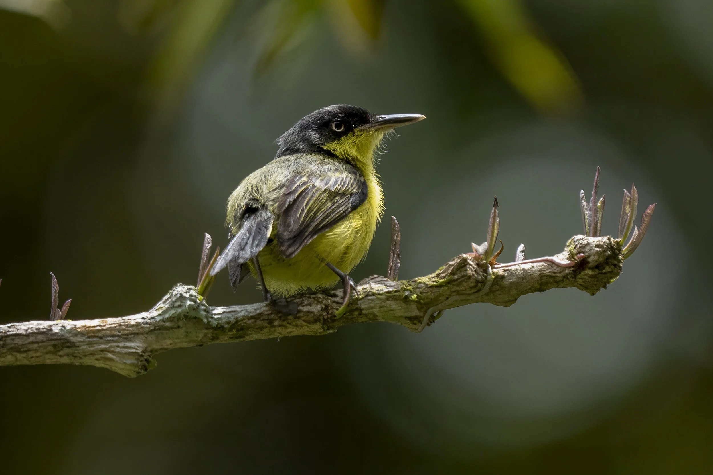 Common Tody Flycatcher