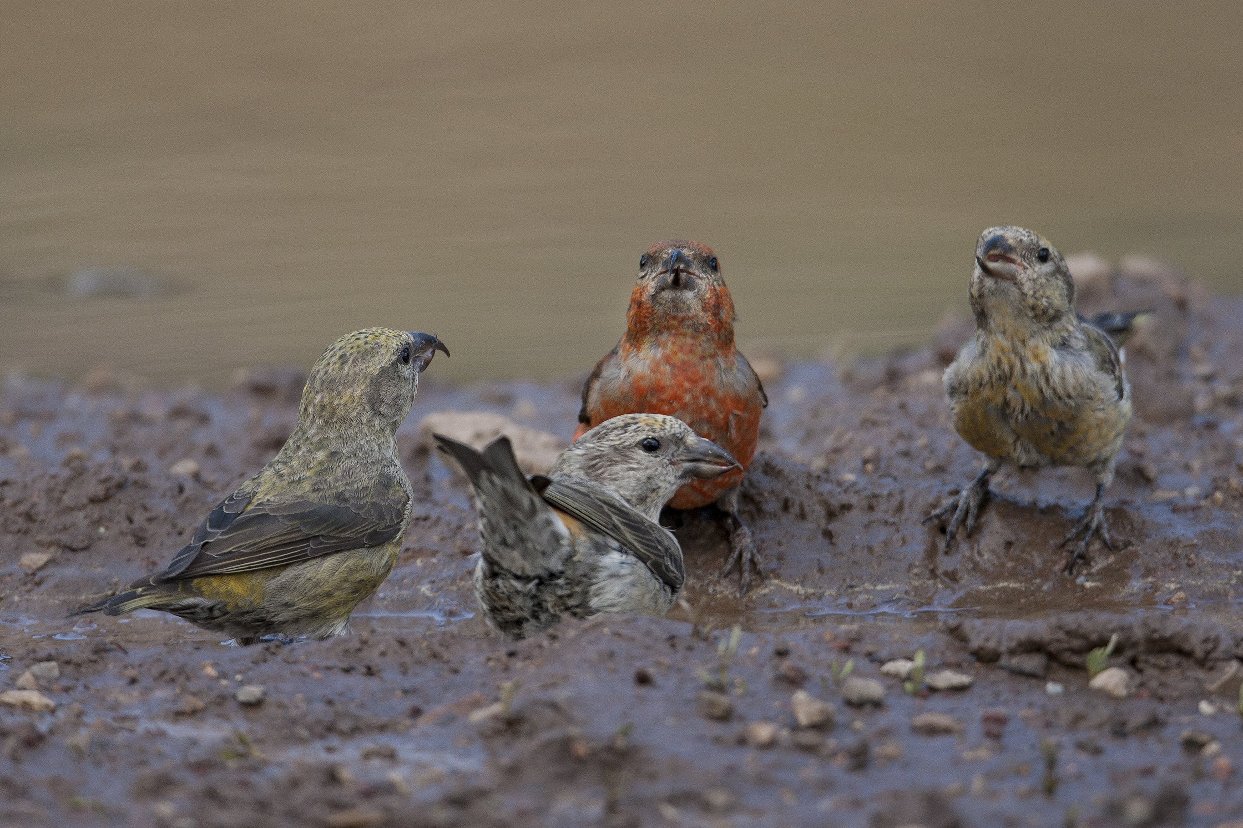 Red Crossbill