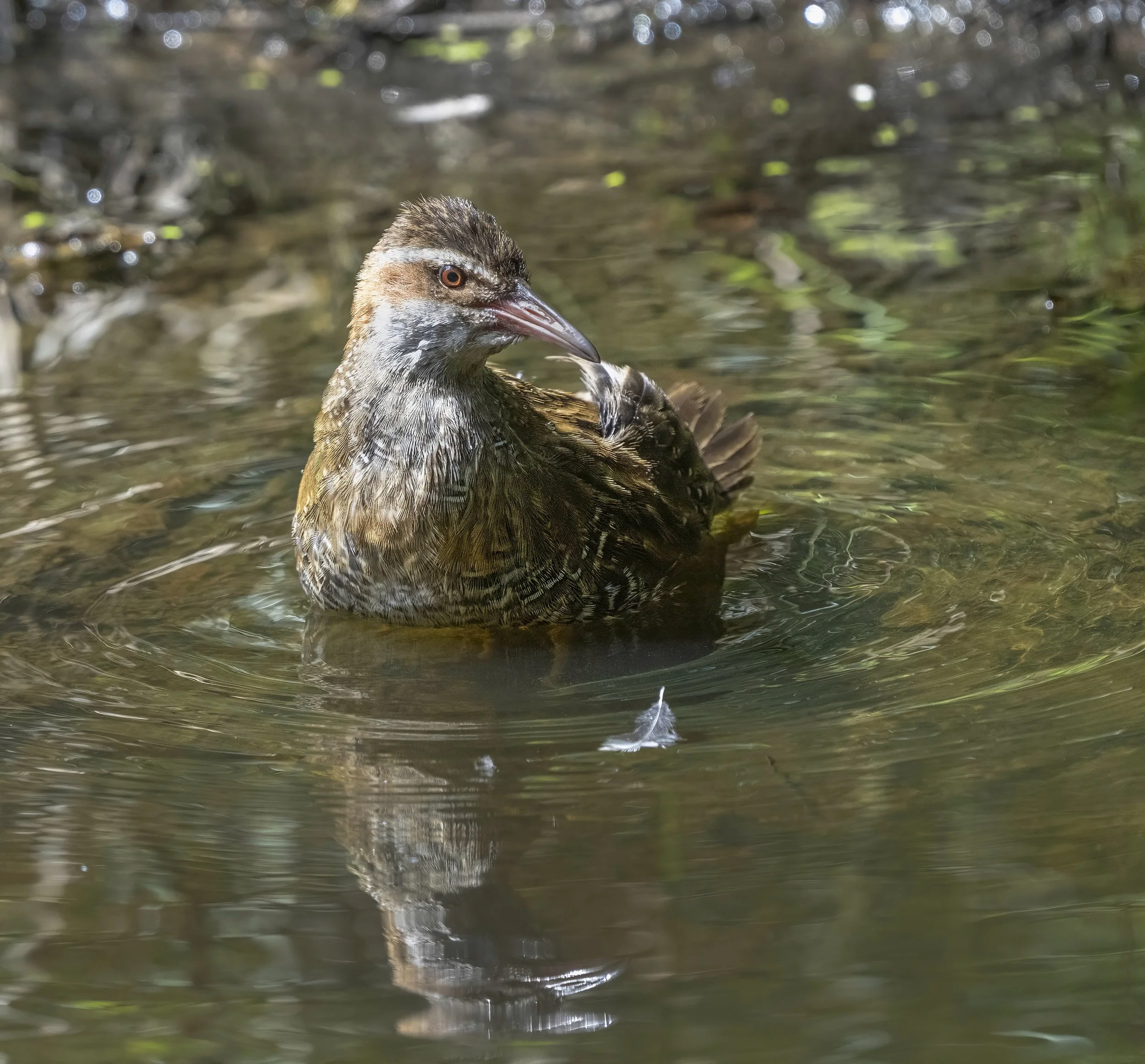 Buff Banded Rail