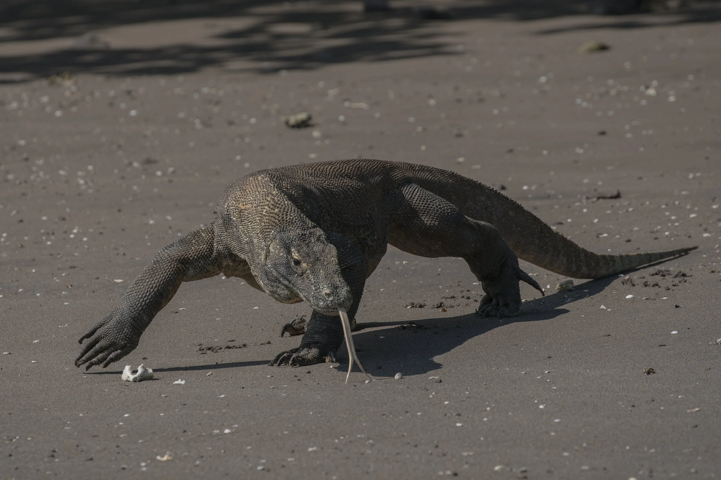 Komodo_DSC00481.jpg