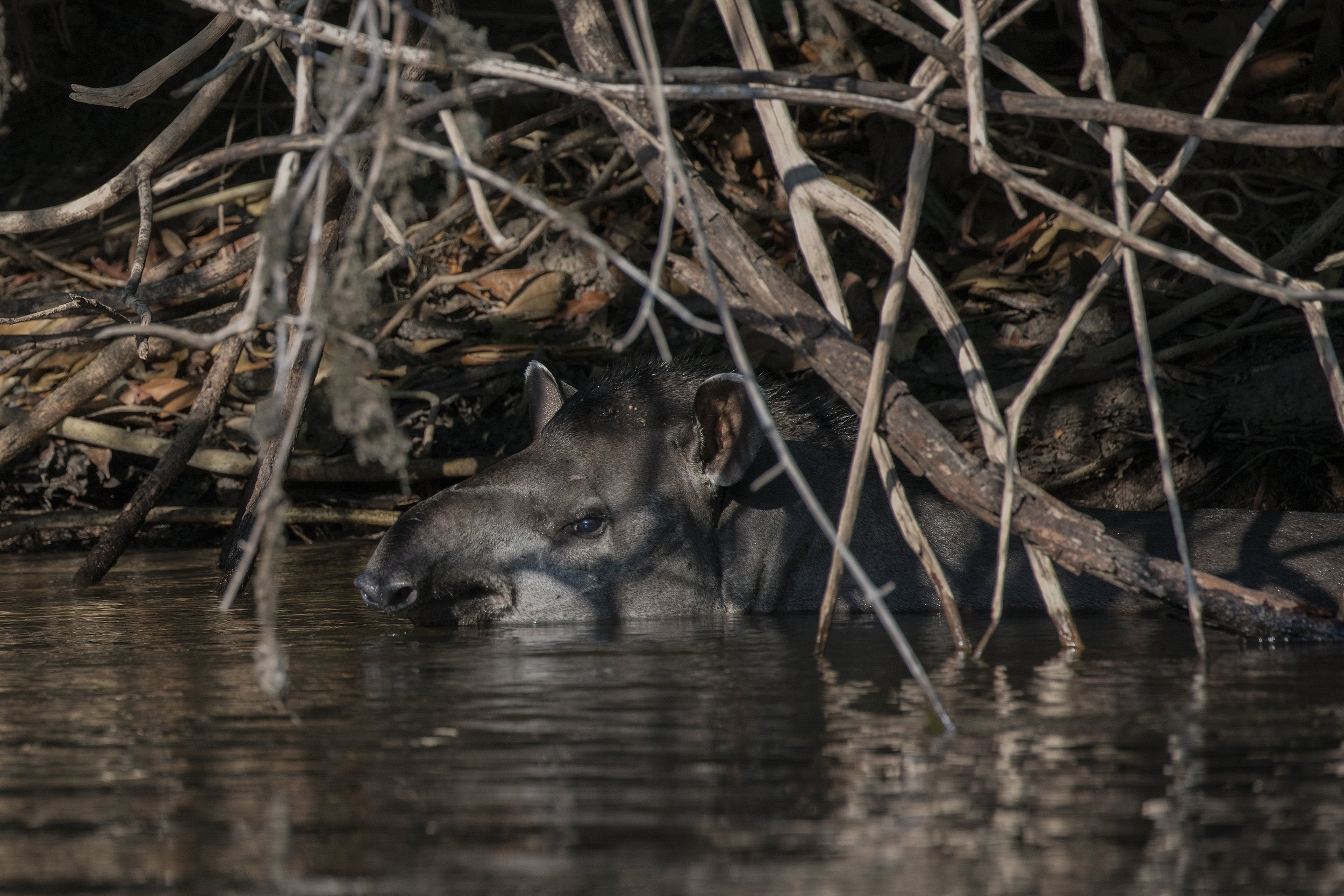 South American Tapir, Brazil