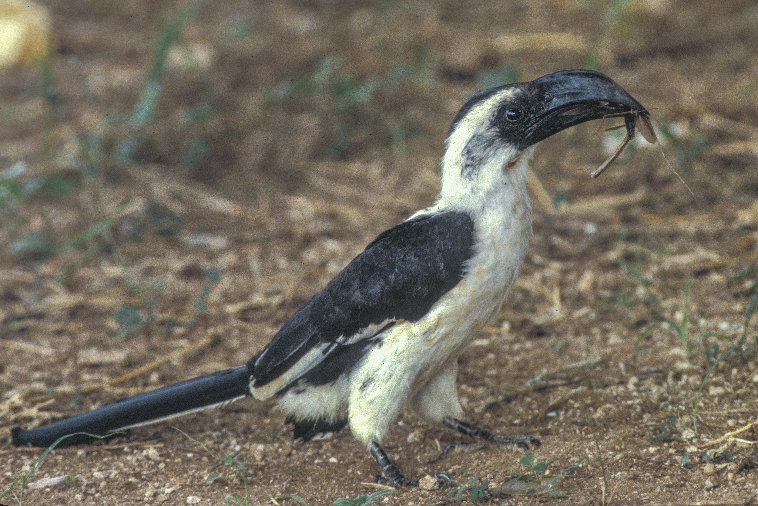 Von der Deckens Hornbill