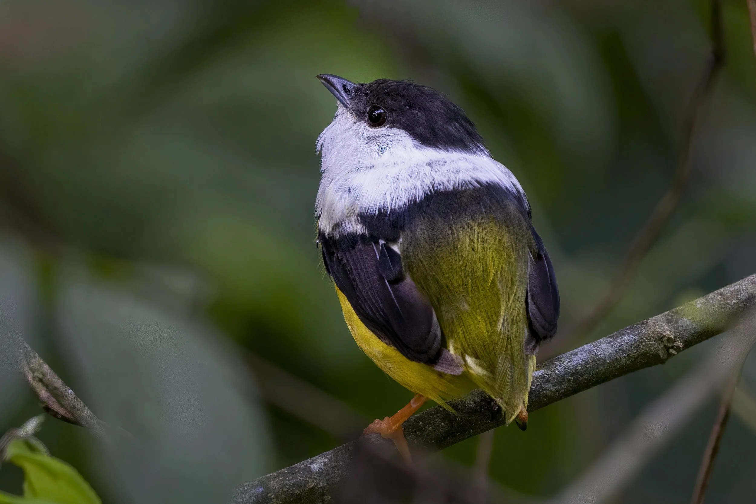 White-collared Manakin 