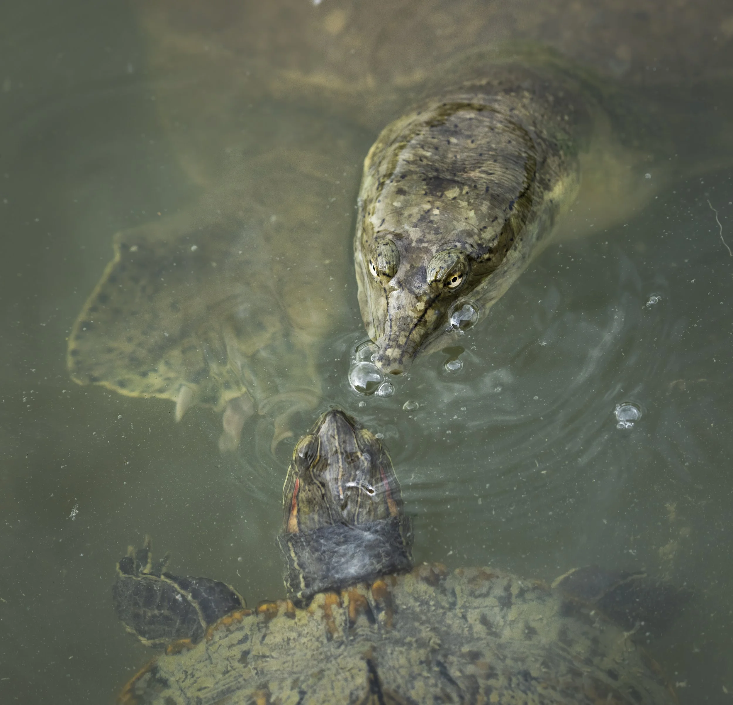 Spiny Softshell Turtle, NM
