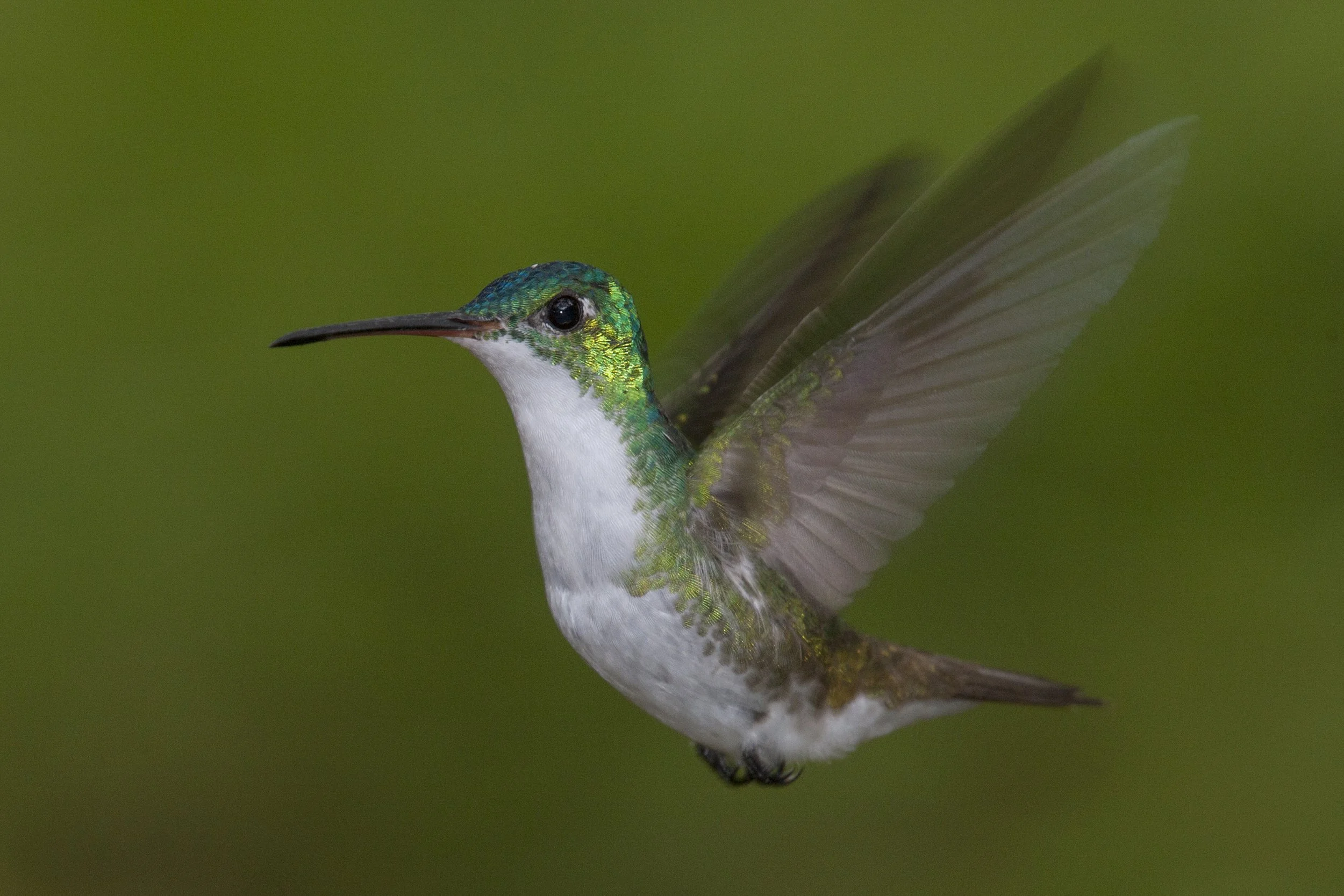 Andean Emerald