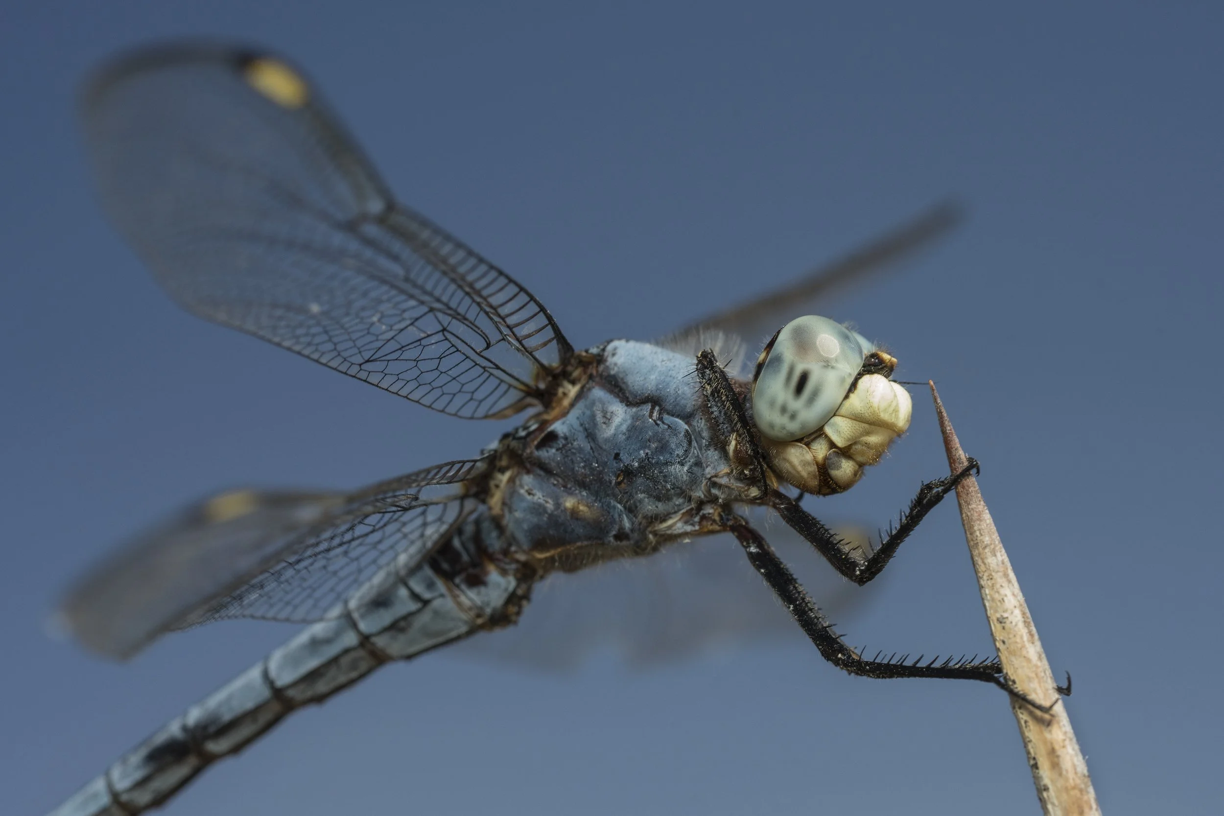 Comanche Skimmer (Libellula comanche)_DSC02621.jpg
