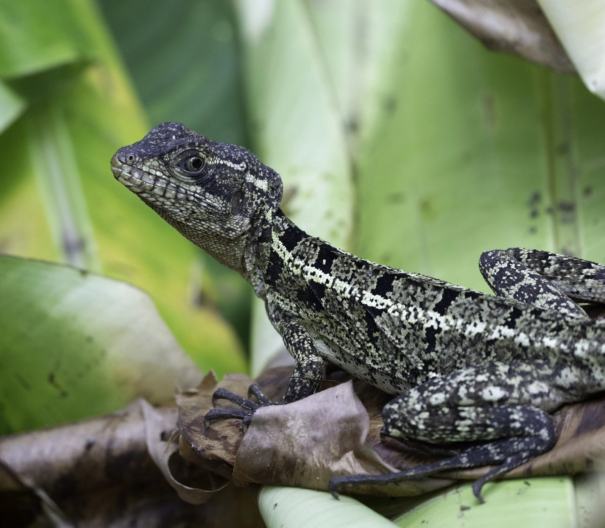 Basilisk, Costa Rica