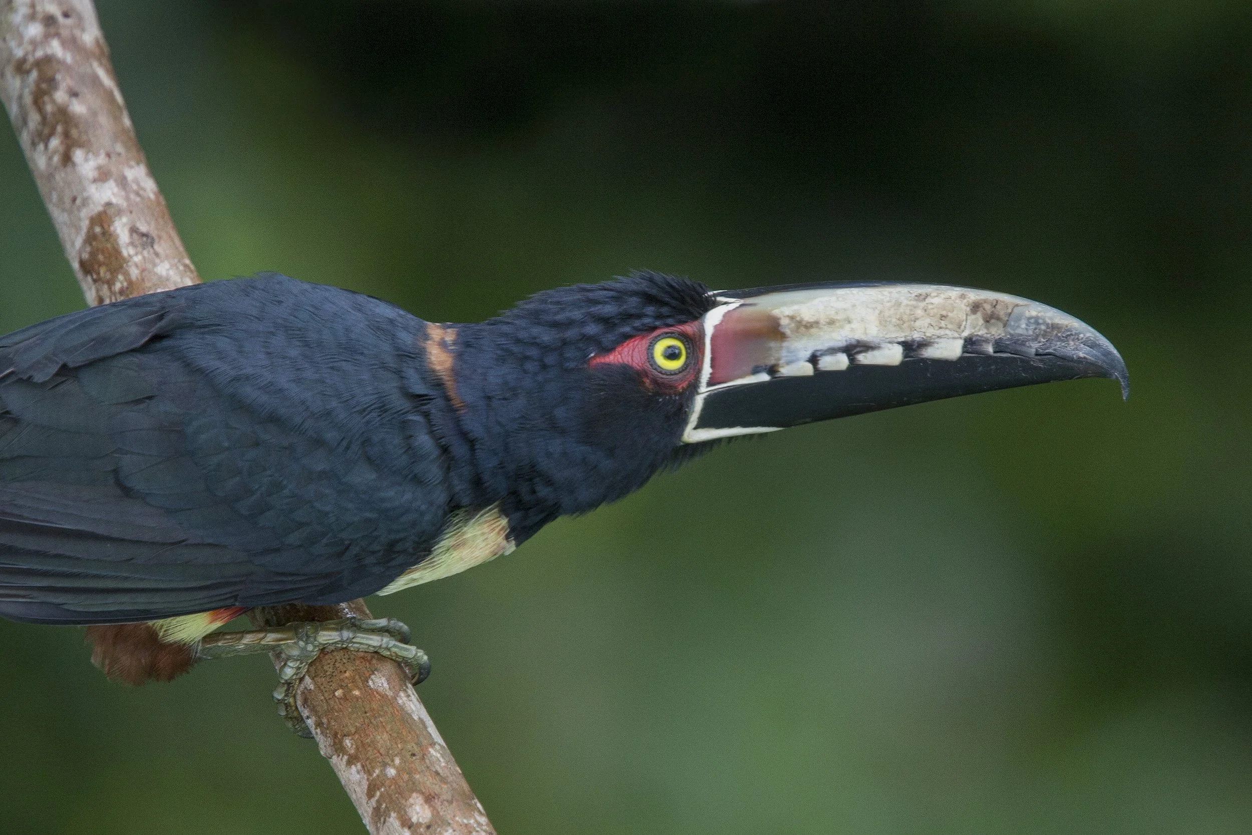 Collared Aracar