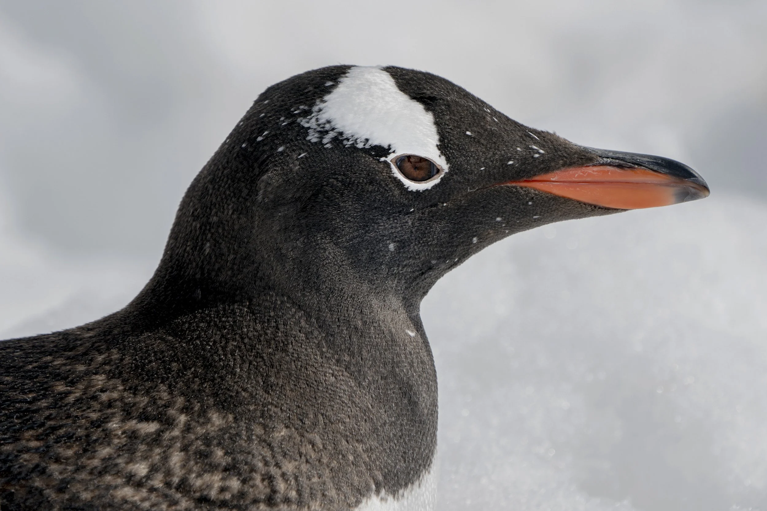 Gentoo Penguin