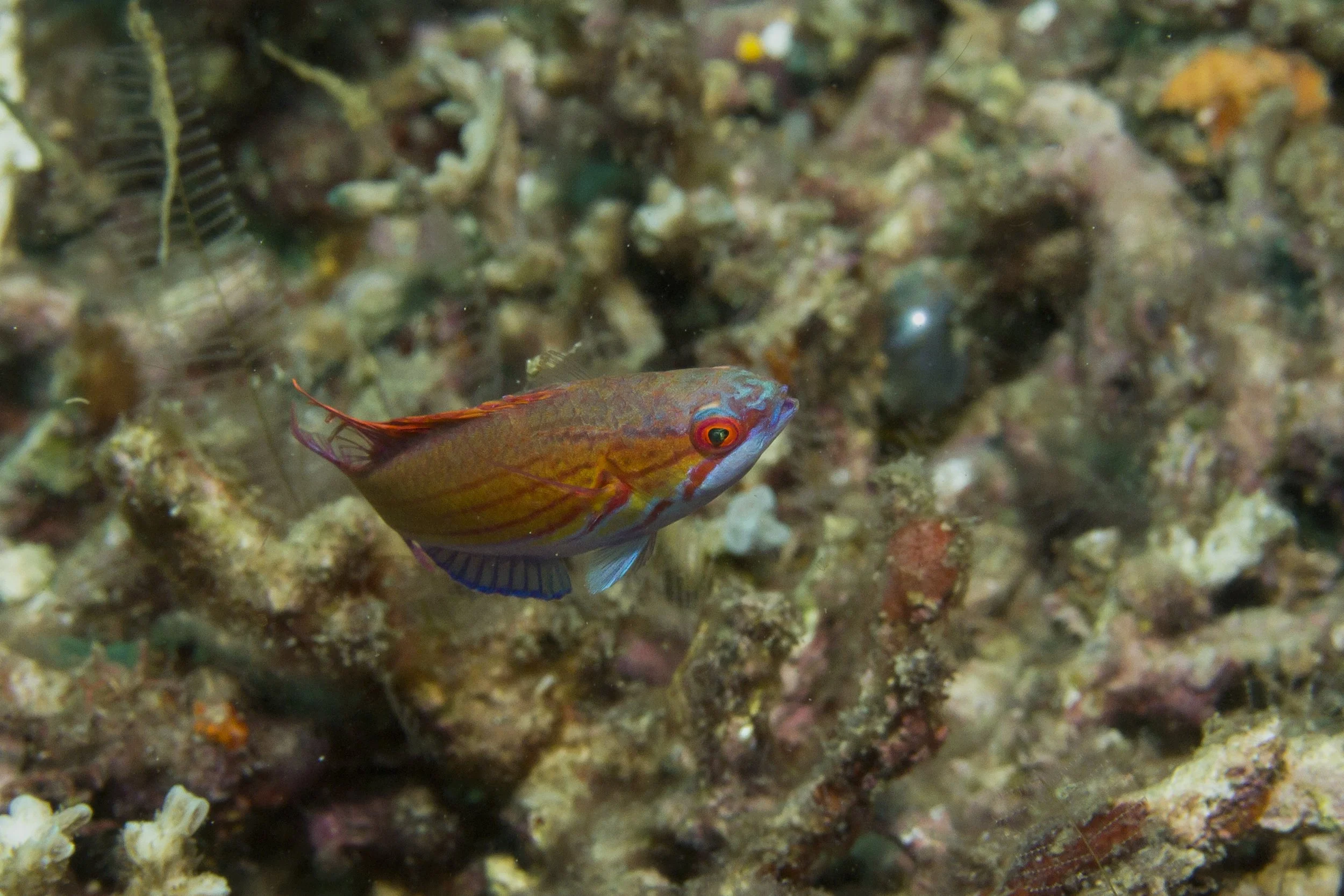 Halmahera_IMG_2421 (1).jpg