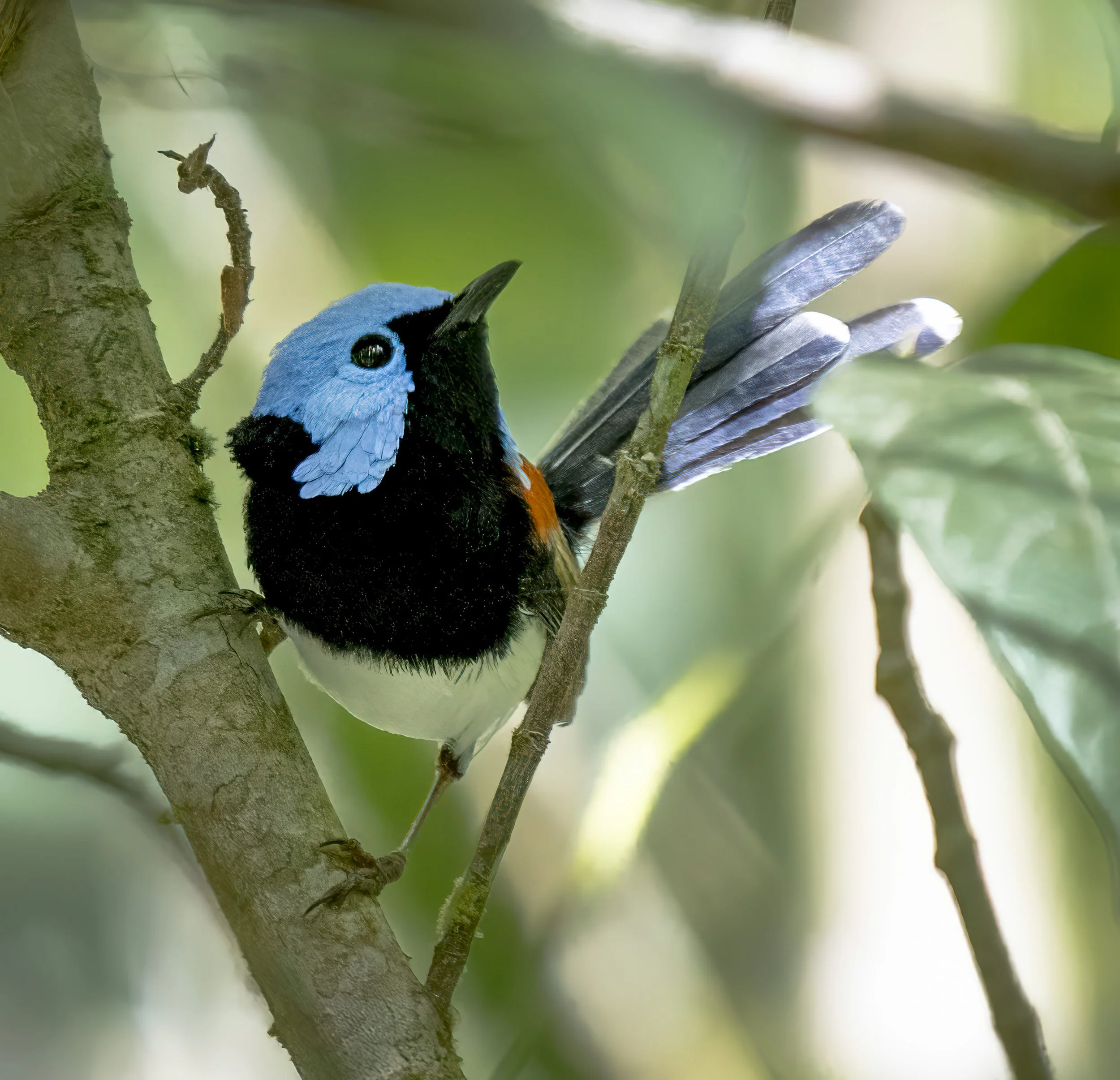 Lovely Fairywren