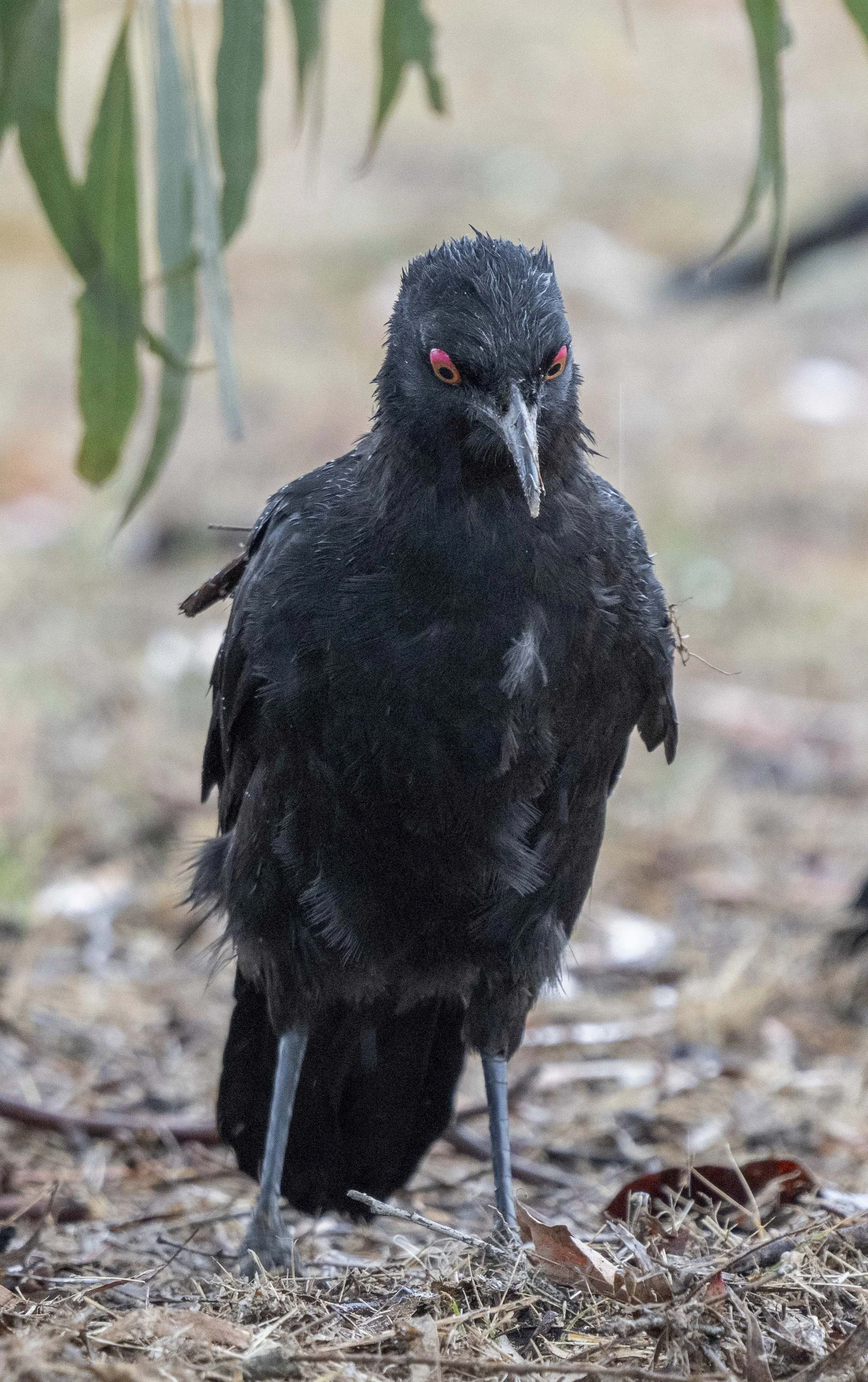 White Wnged Chough