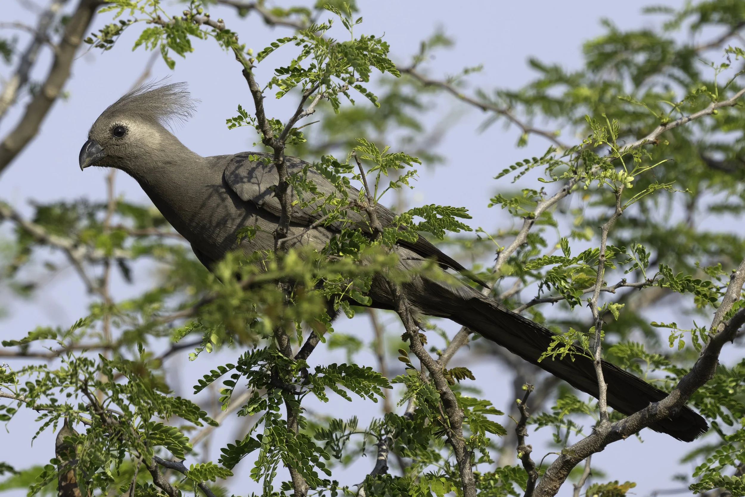 Gray Go Away Bird