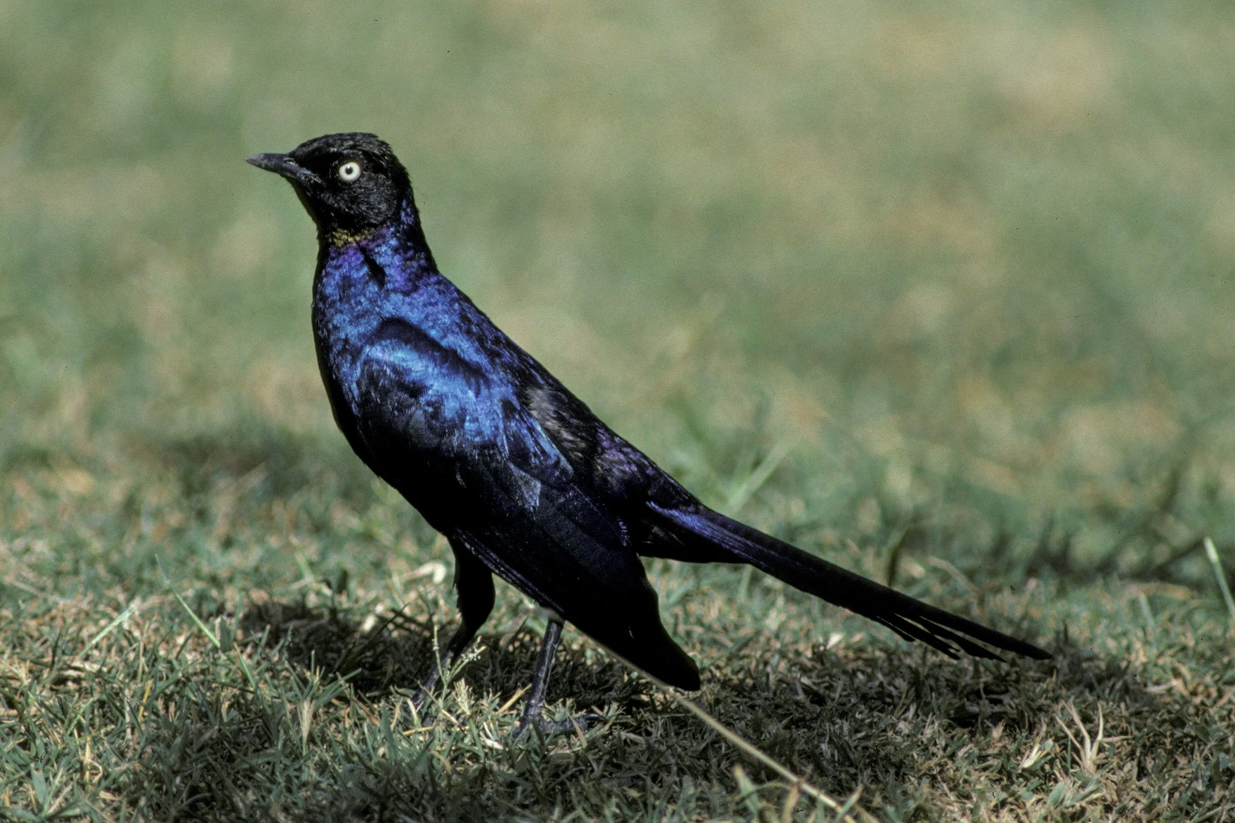 Ruppell's Starling